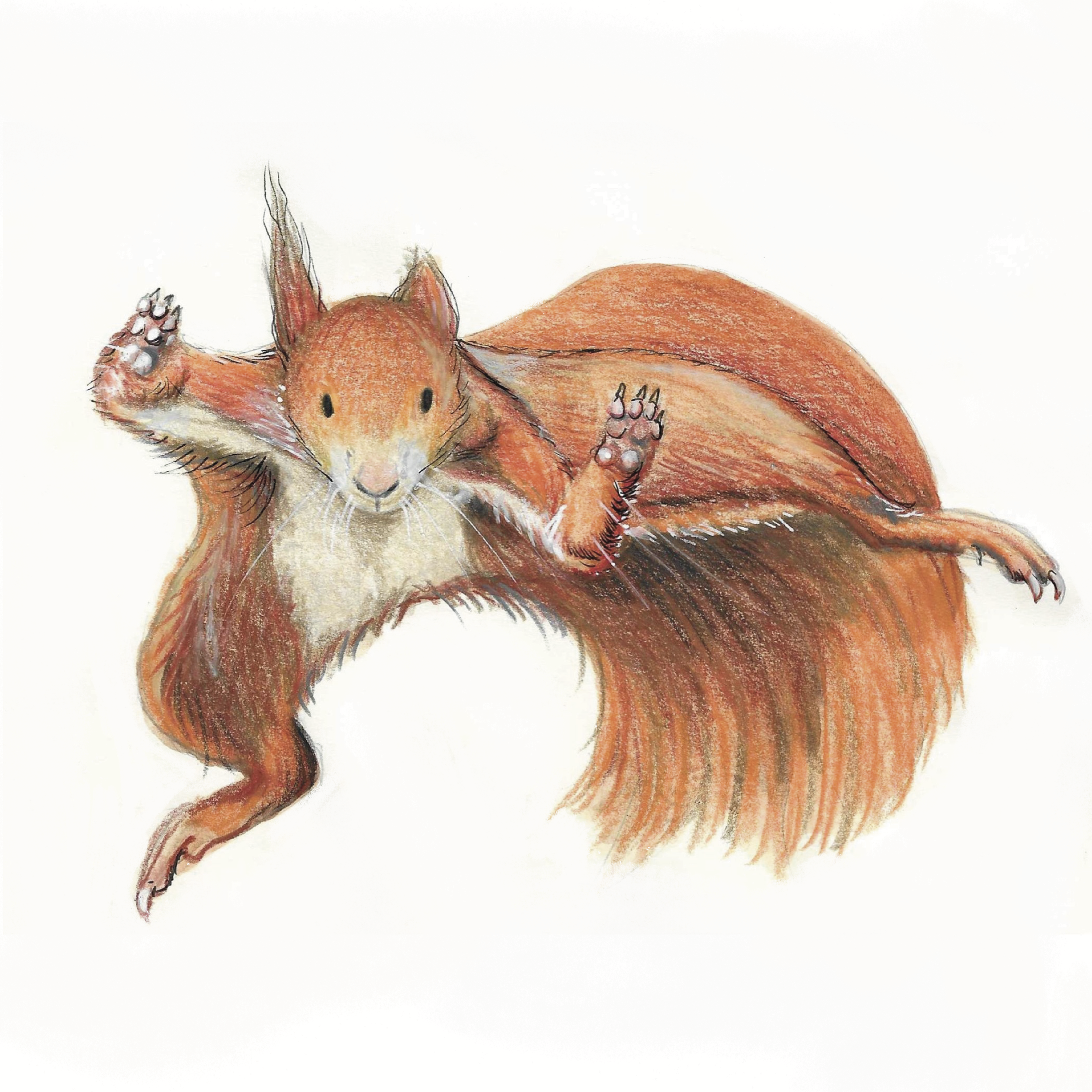 A coloured pencil drawing of a red squirrel with its face toward the viewer, paws up, against a plain white background jumping through the air.