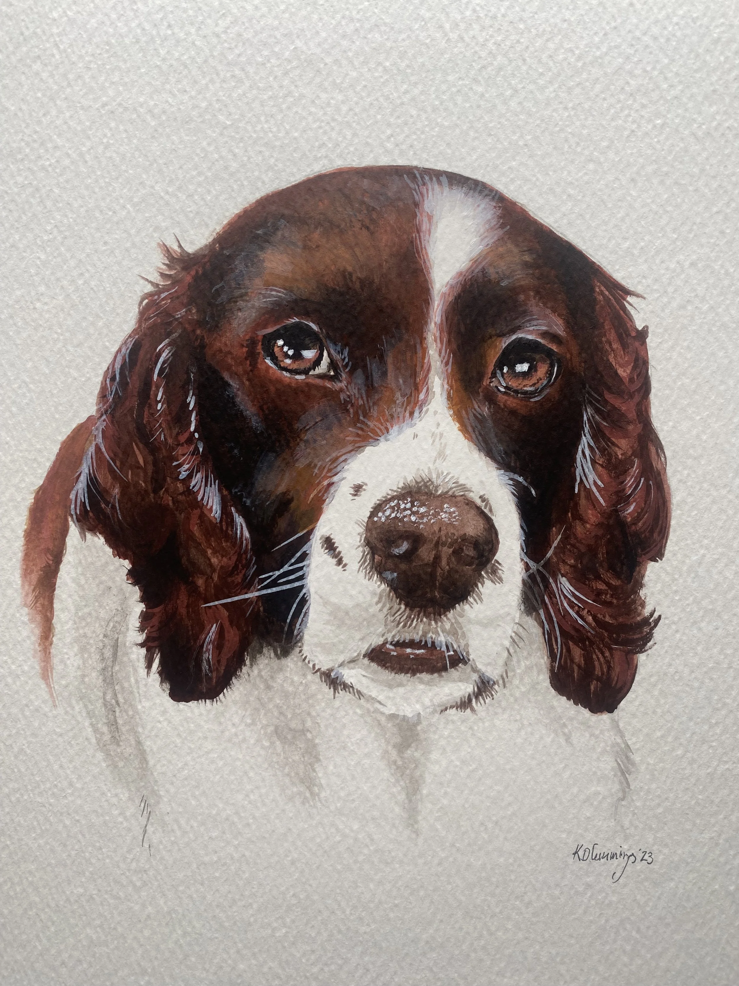 Watercolour painting of a dog's face, likely a spaniel breed, with brown, white, and black fur.