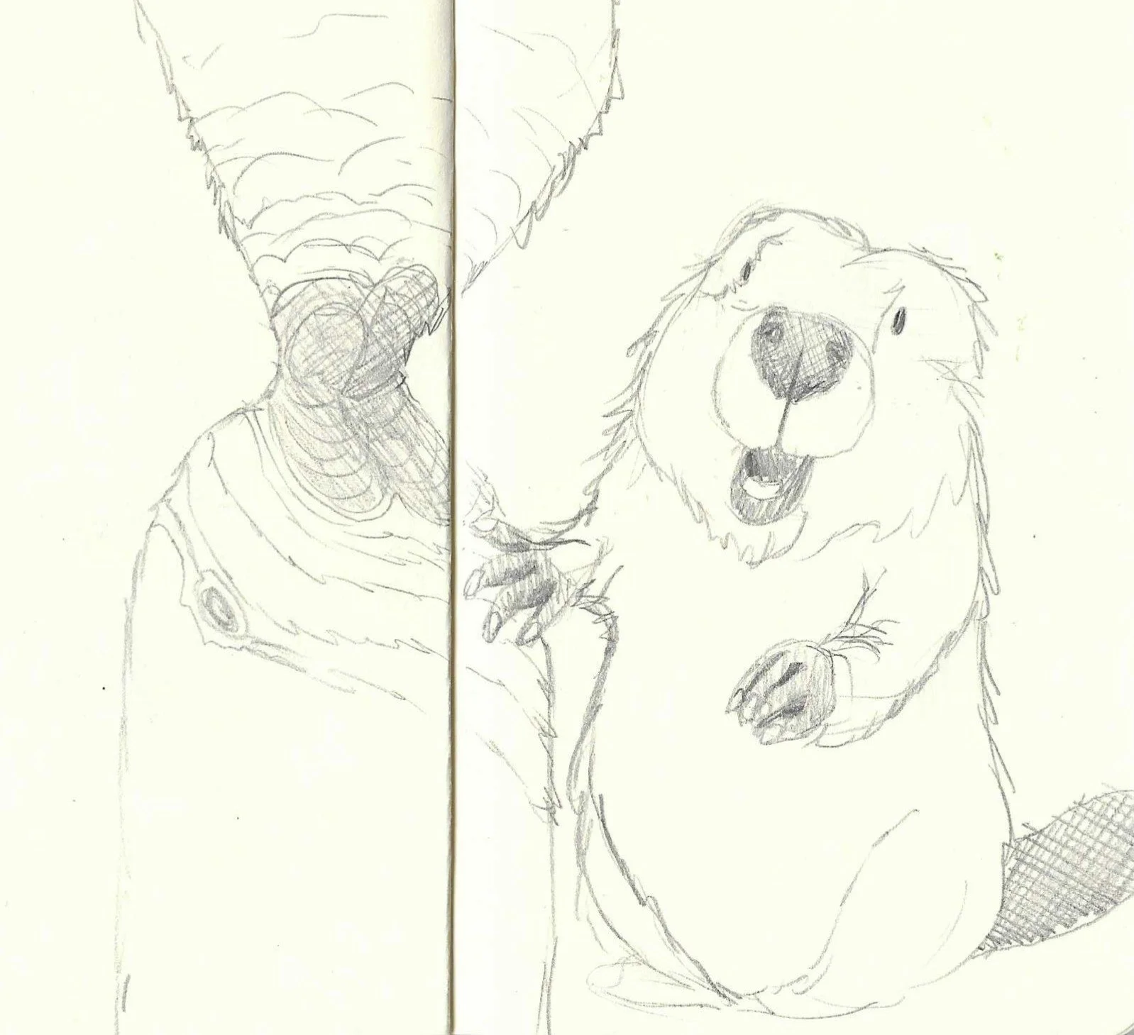 A pencil sketch of a beaver looking pleased with itself after gnawing on a tree