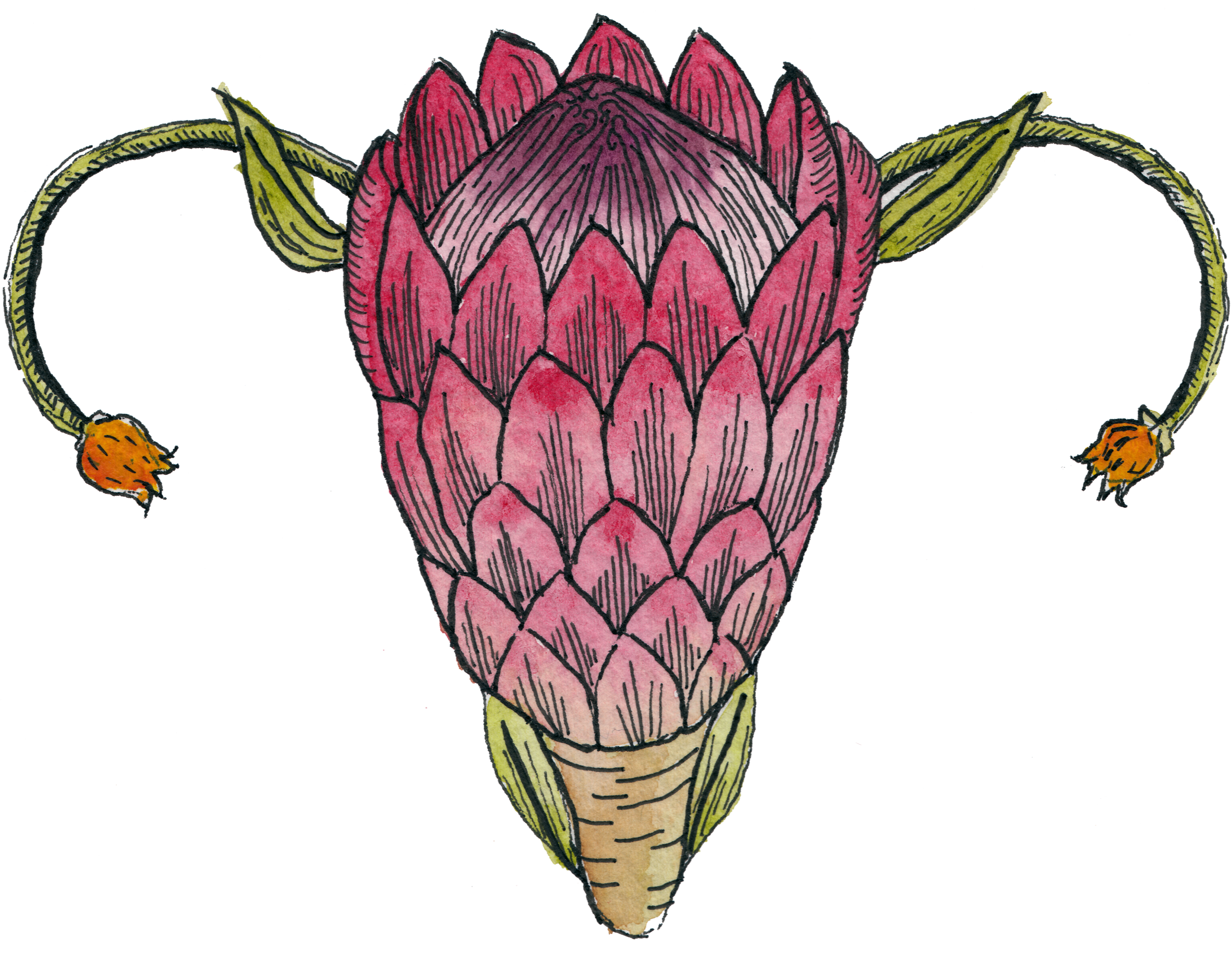 Watercolor illustration of a pink artichoke with green leaves and orange-tipped stems.