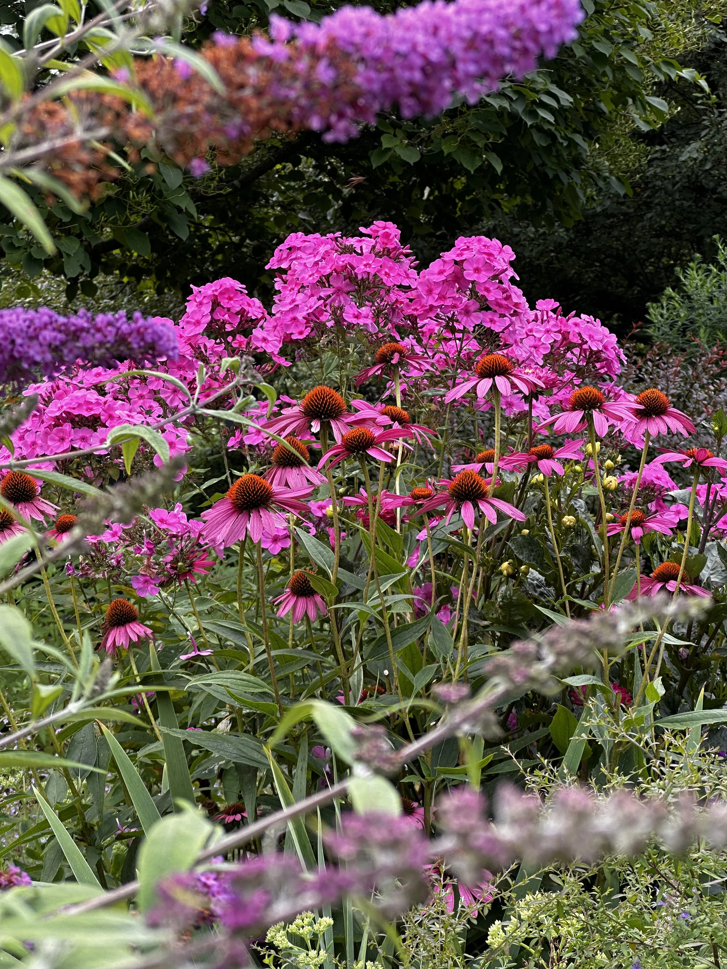 A vibrant garden scene with pink, purple, and orange flowers among green foliage.