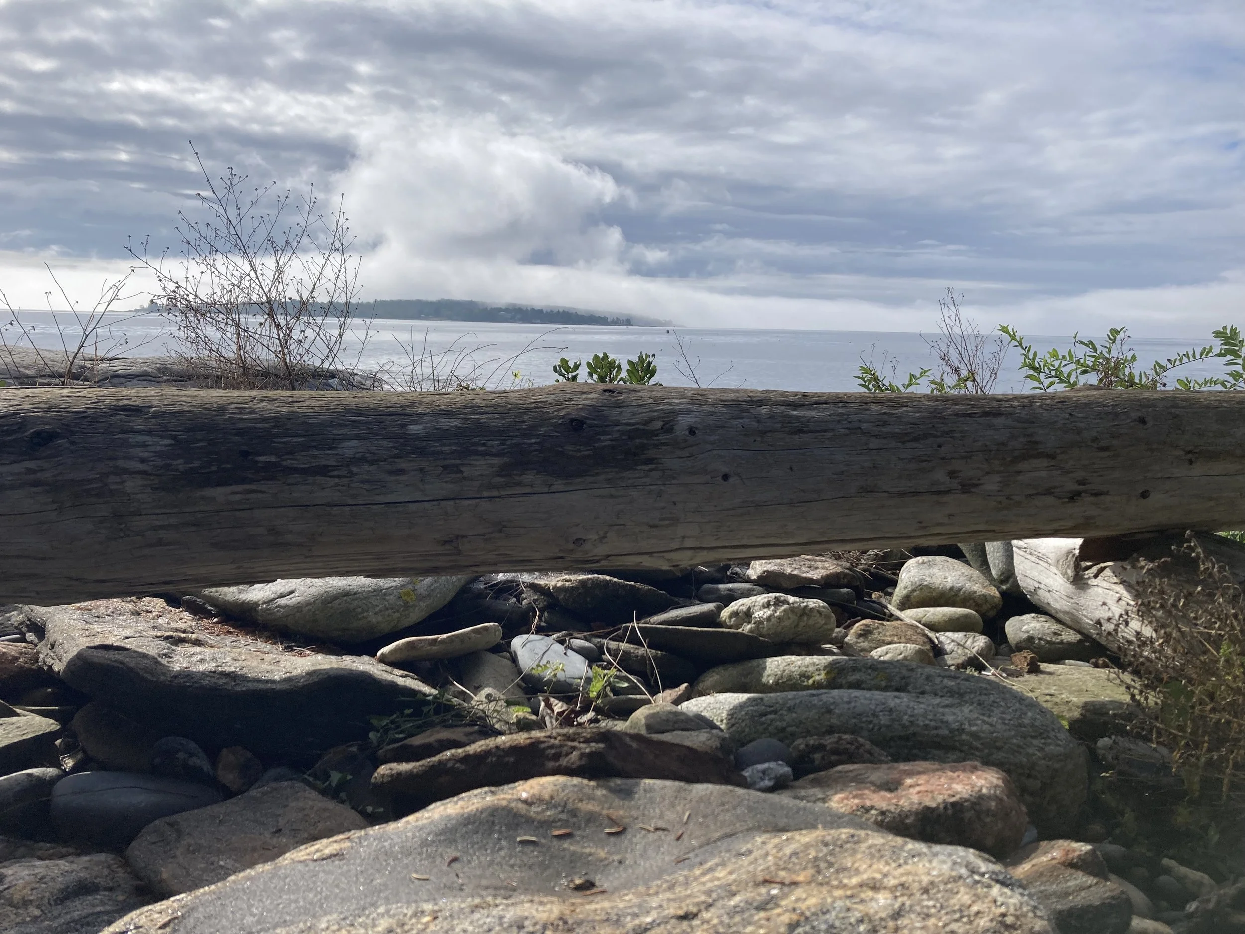 View of a cloudy sky over a body of water, with small green plants and a large weathered log in the foreground, and a distant landmass across the water.