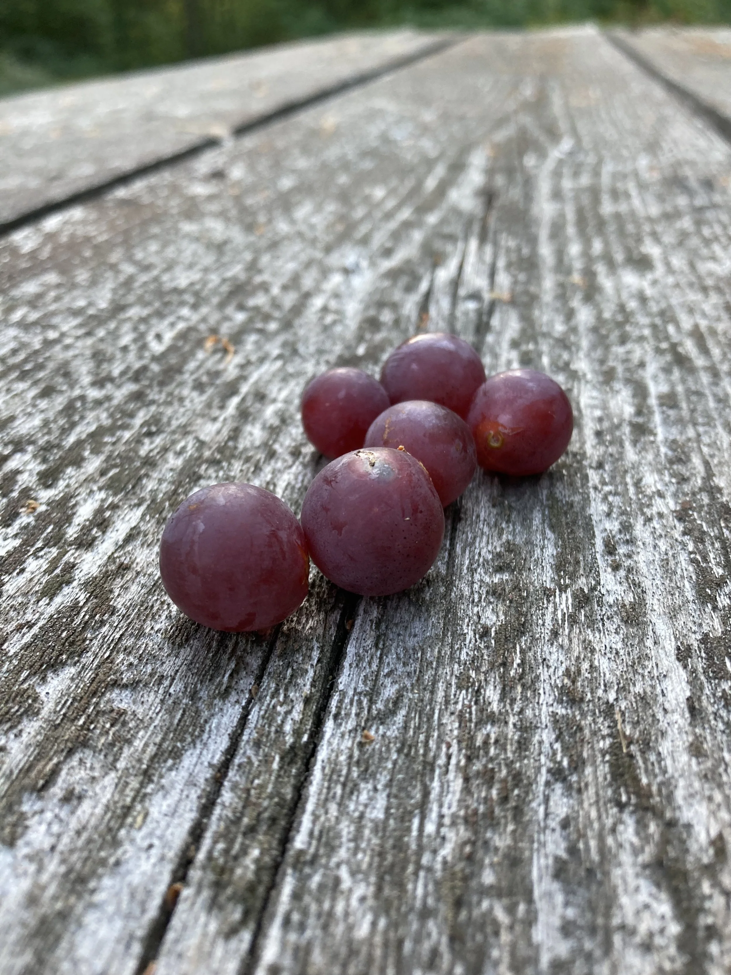 A small bunch of purple grapes on a weathered outdoor wooden surface.