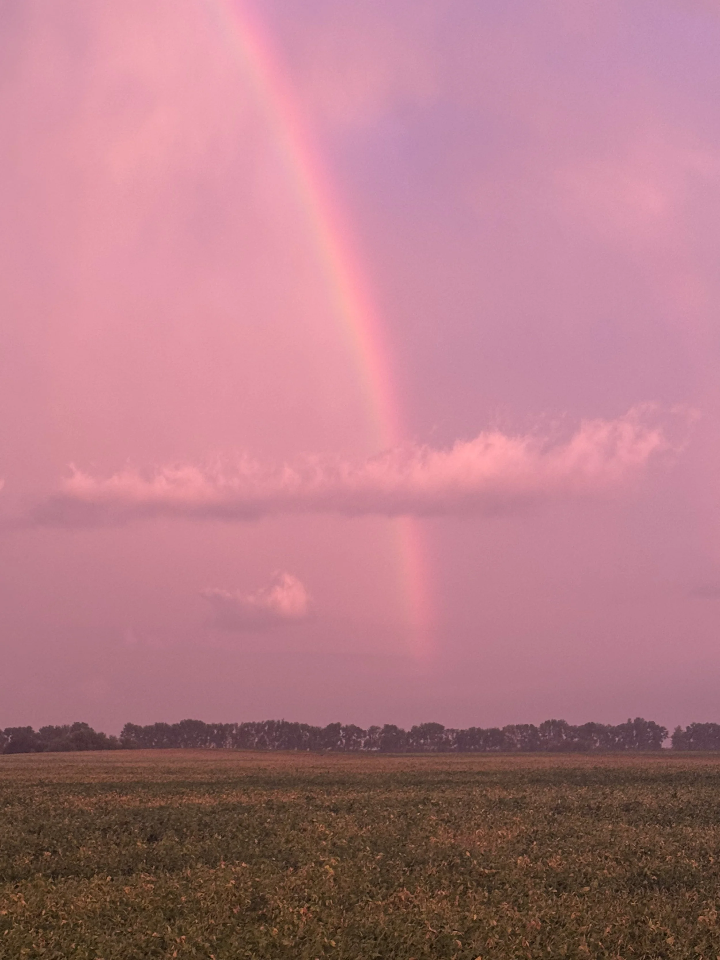Pink sky with a rainbow over a horizon of trees and a field.