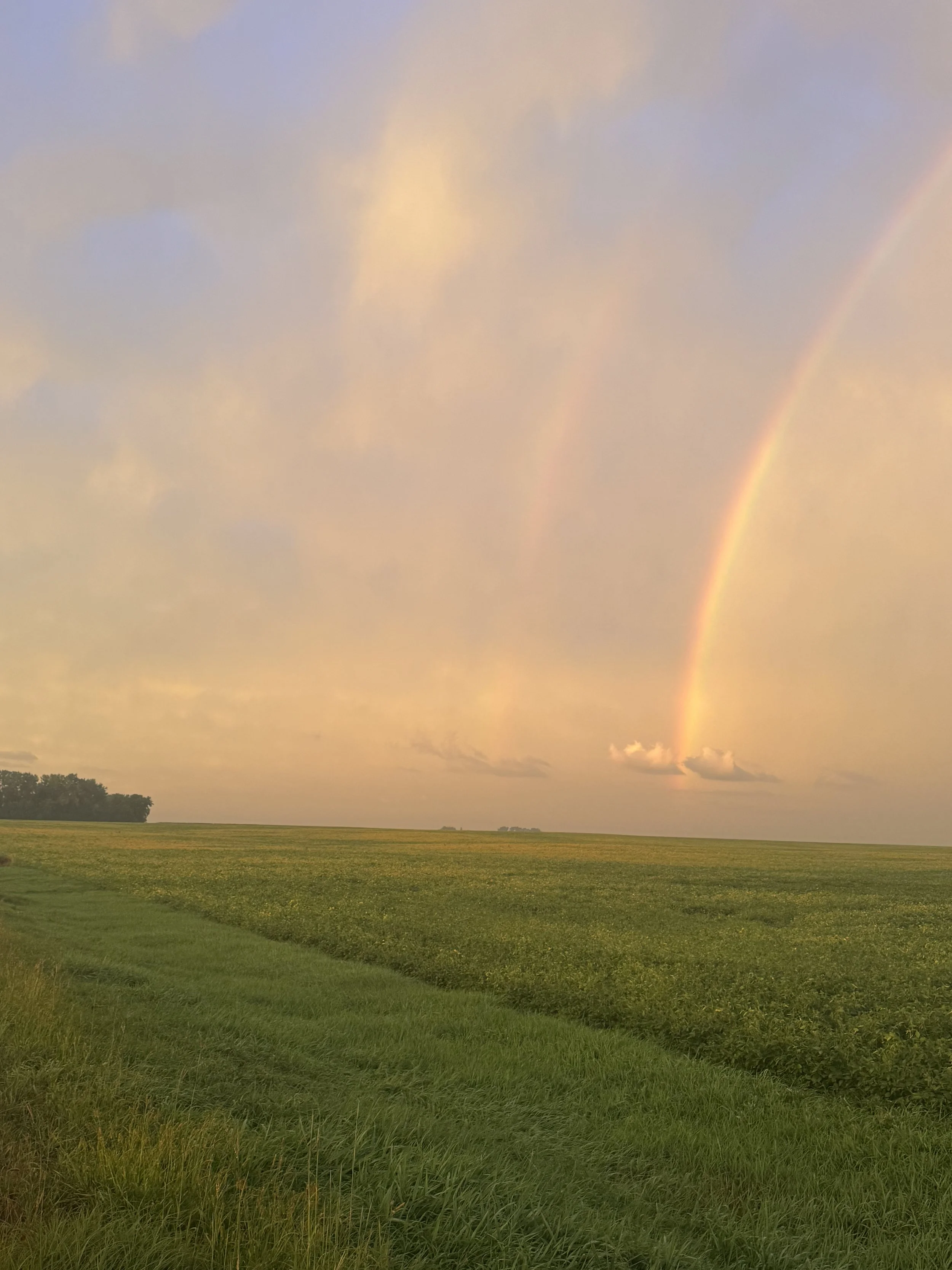 A landscape with a vast green field and a few trees in the distance, under a sky with a rainbow and soft pastel clouds at sunset.