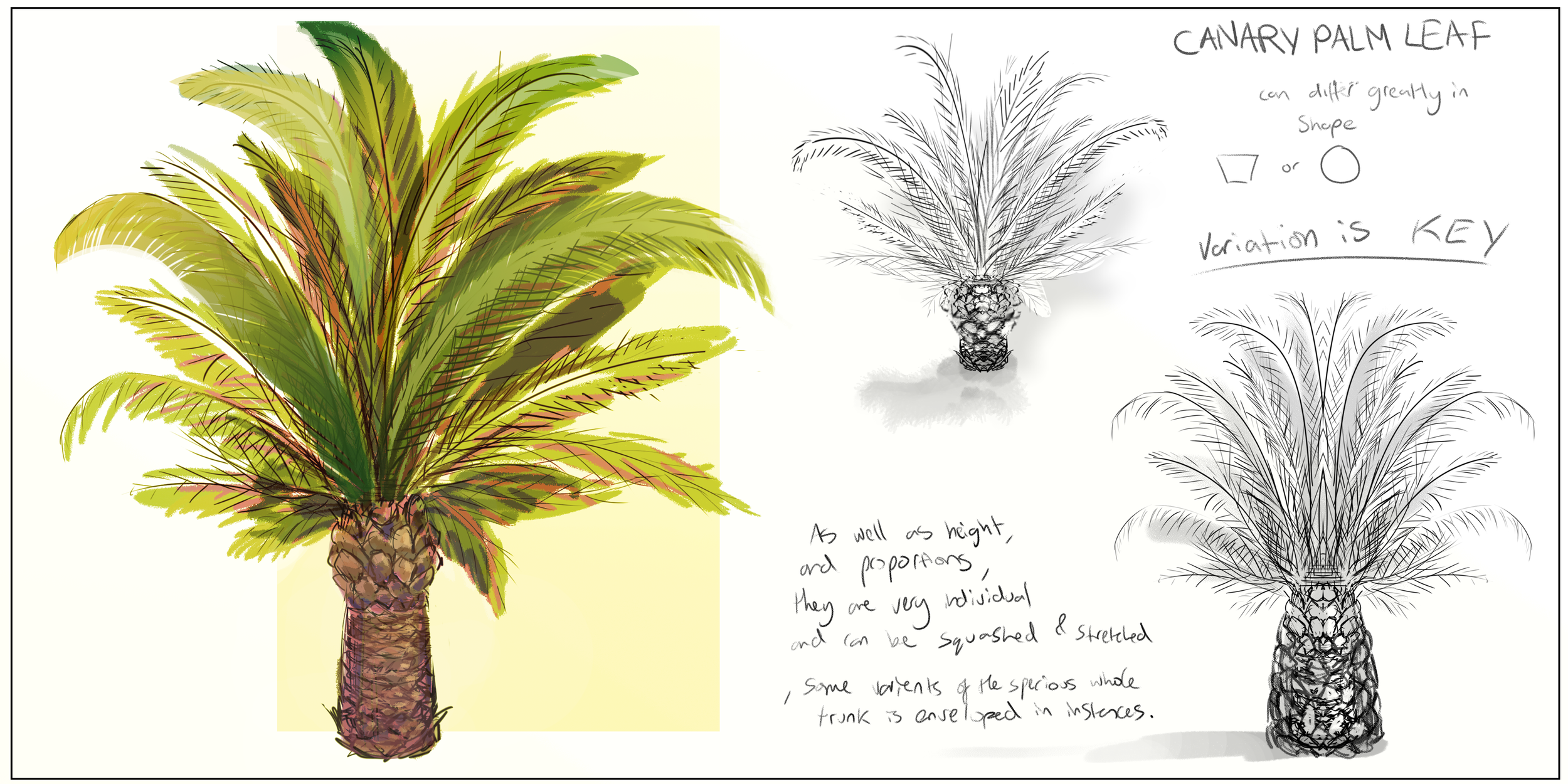 canary palm leaf.png
