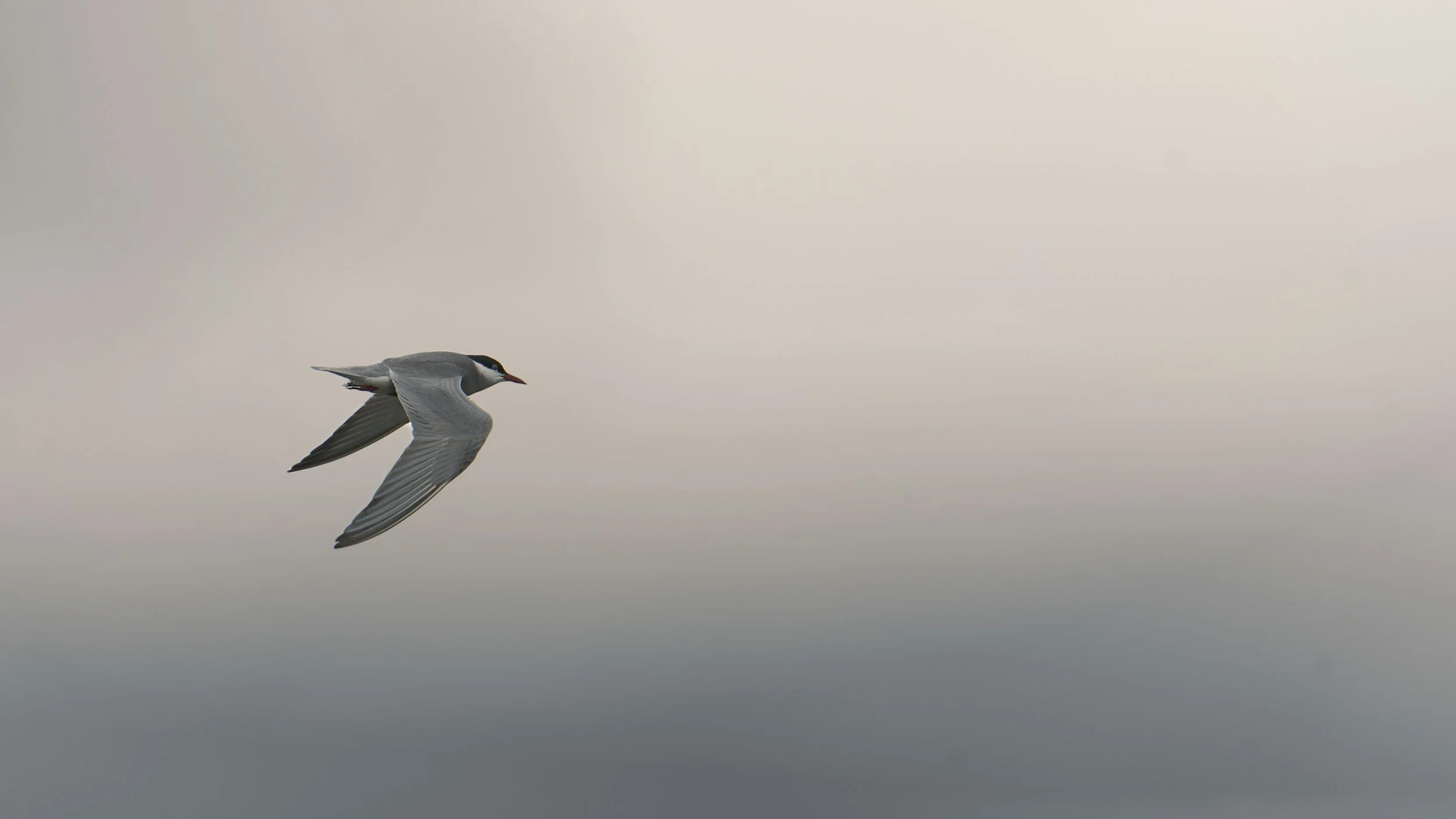 A single bird flying in a cloudy sky with its wings outstretched.