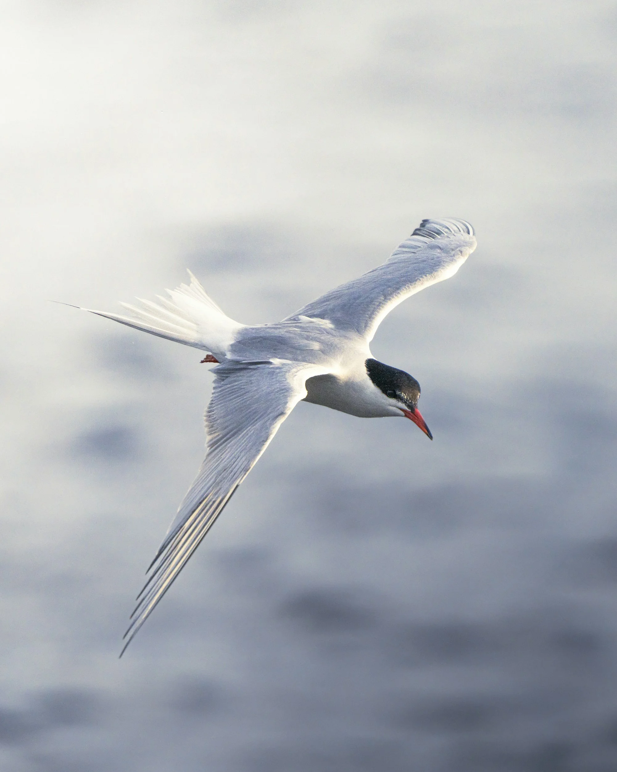 An Arctic Tern flying against an ocean.