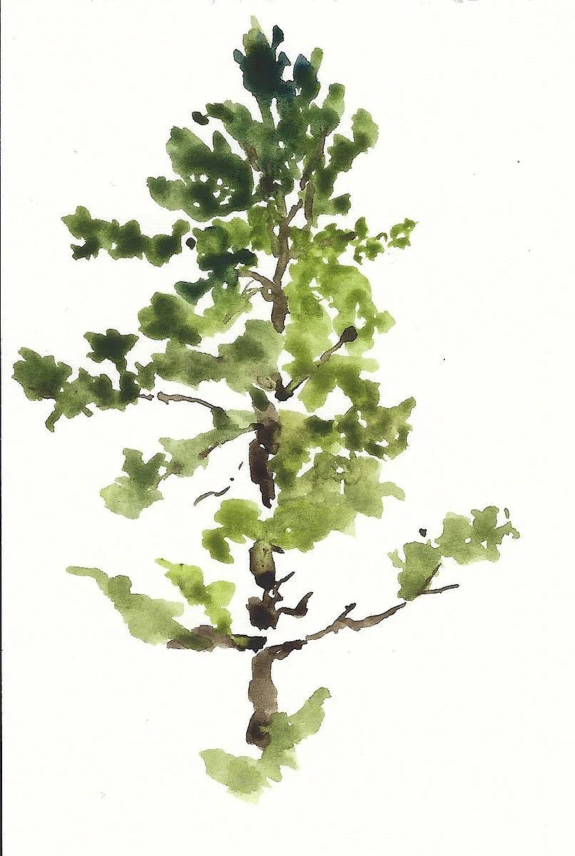 Watercolor painting of a small tree with green leaves on a white background.