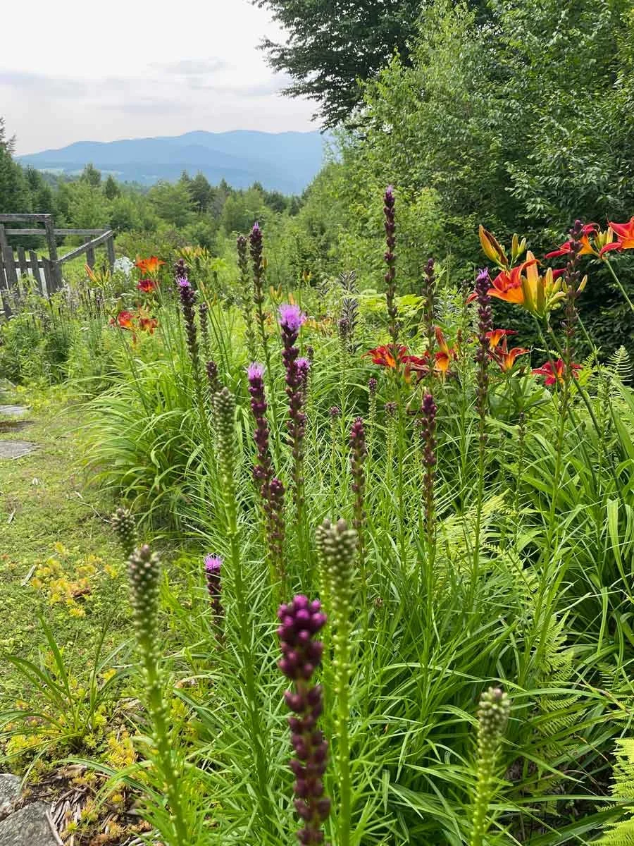 Liatris and Daylilies looking toward the Green Mountains