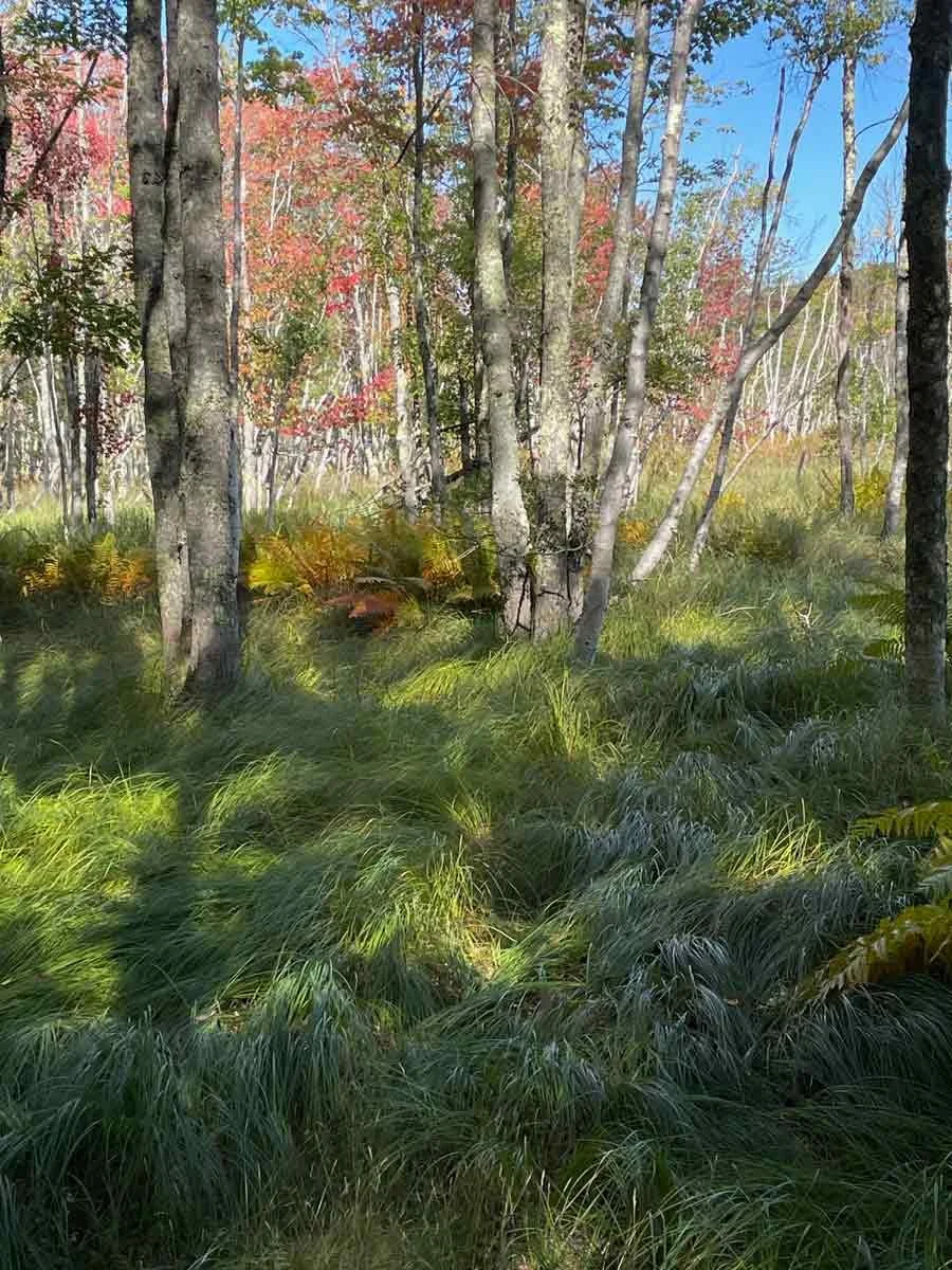 Inland Meadow