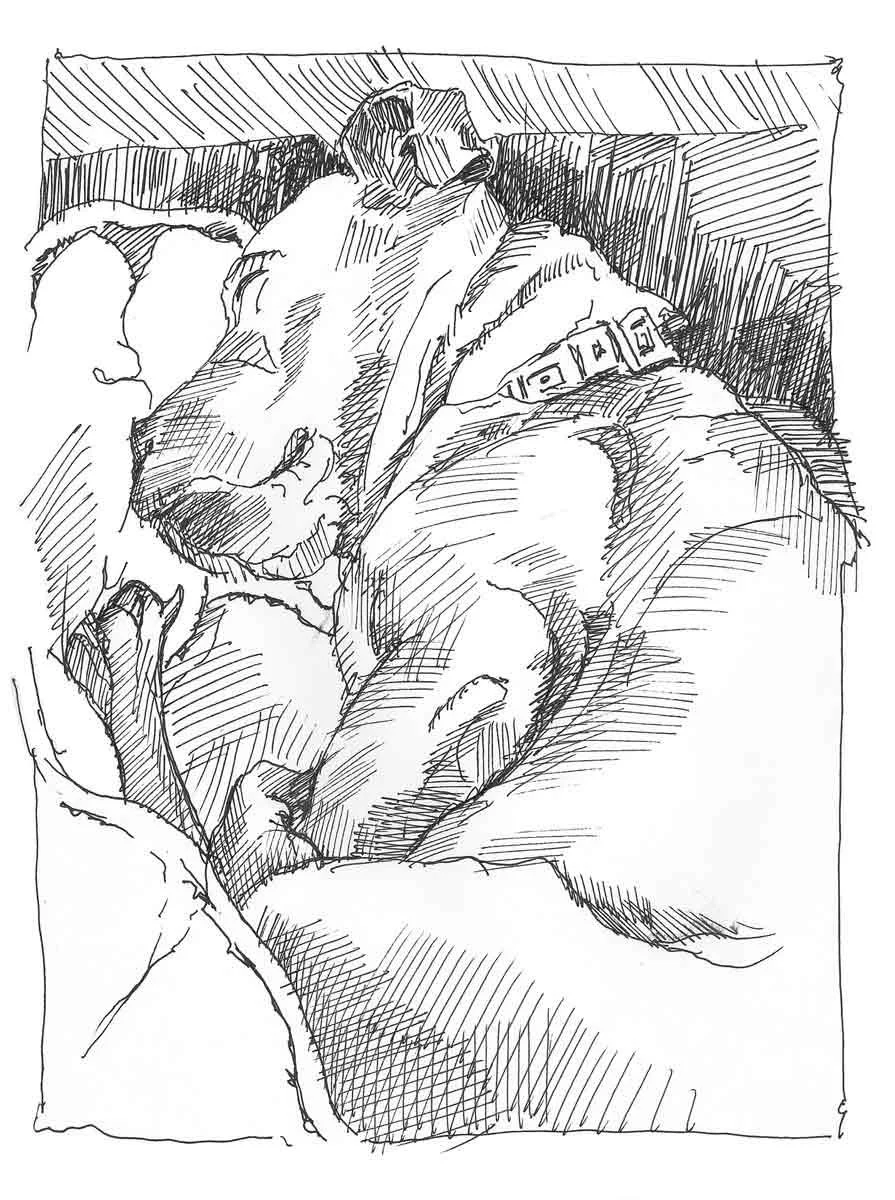 Quinn, drawn in ink