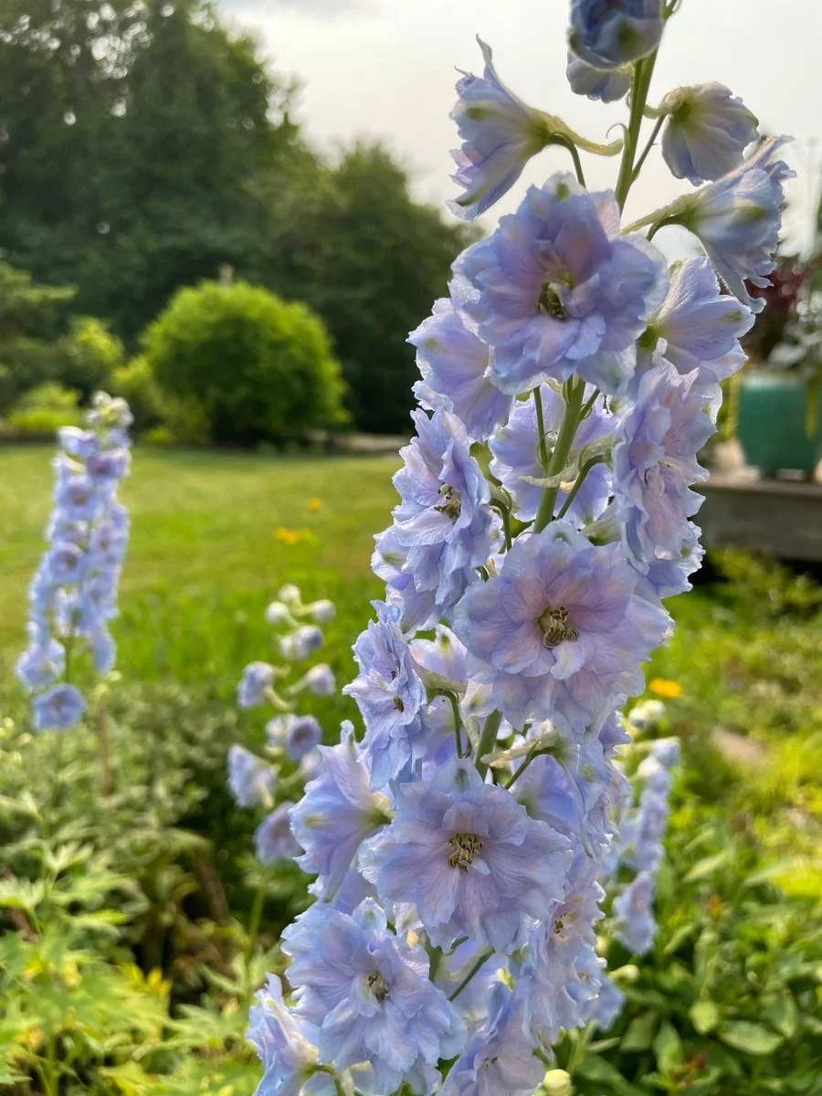 Blue Delphiniums