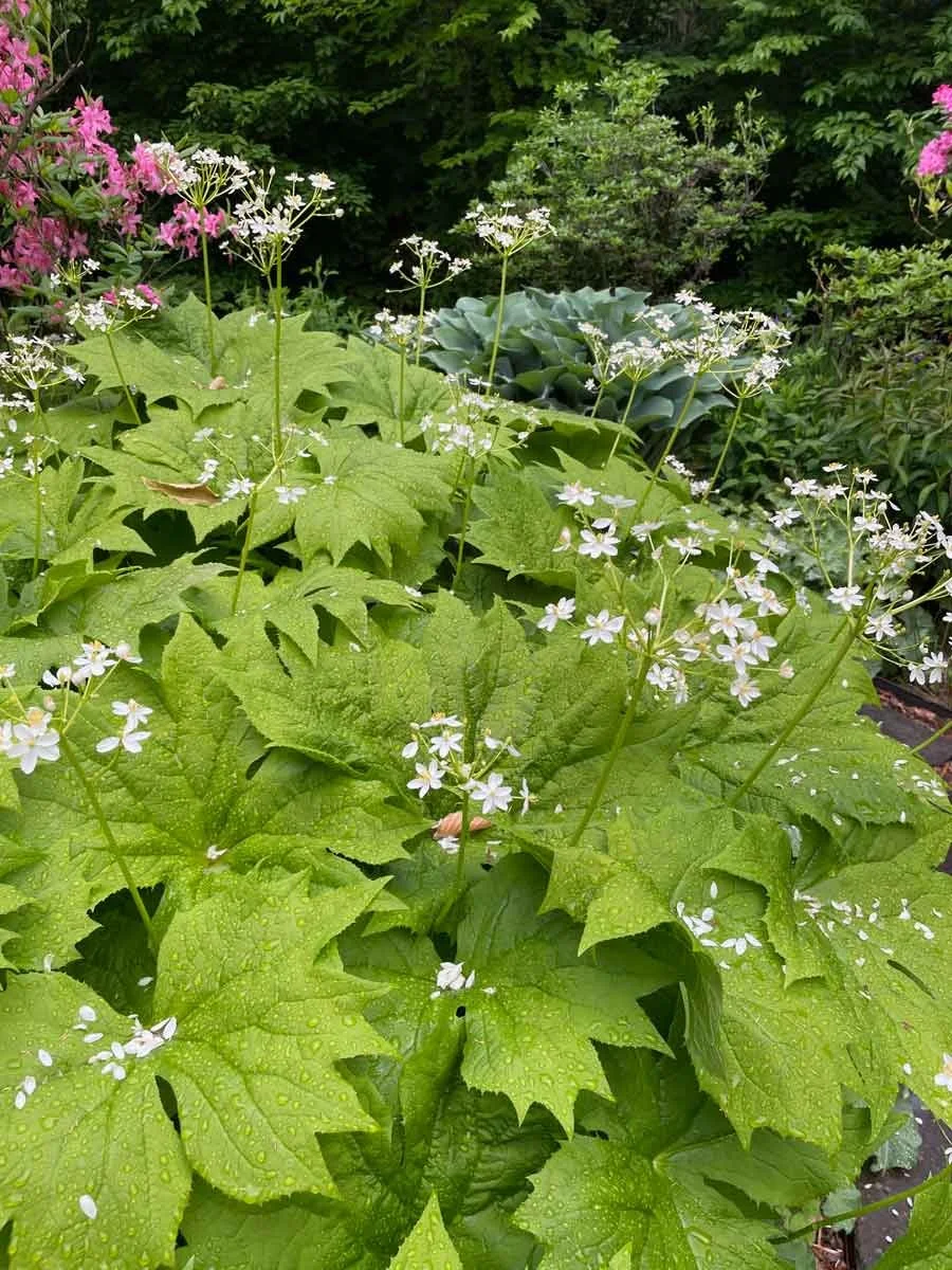 Diphylleia cymosa