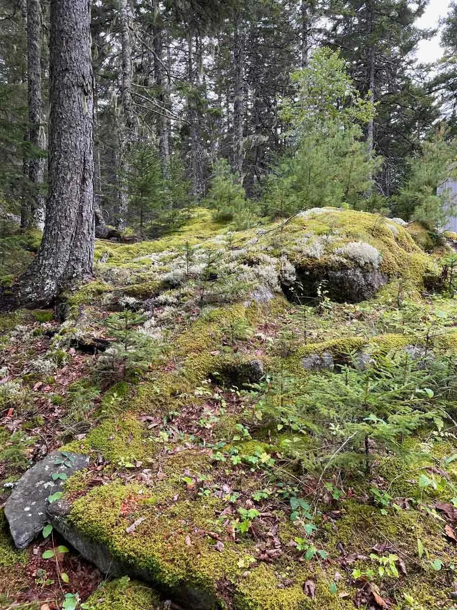 Moss and Lichen