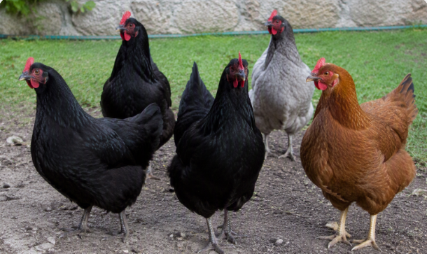 Chickens.png