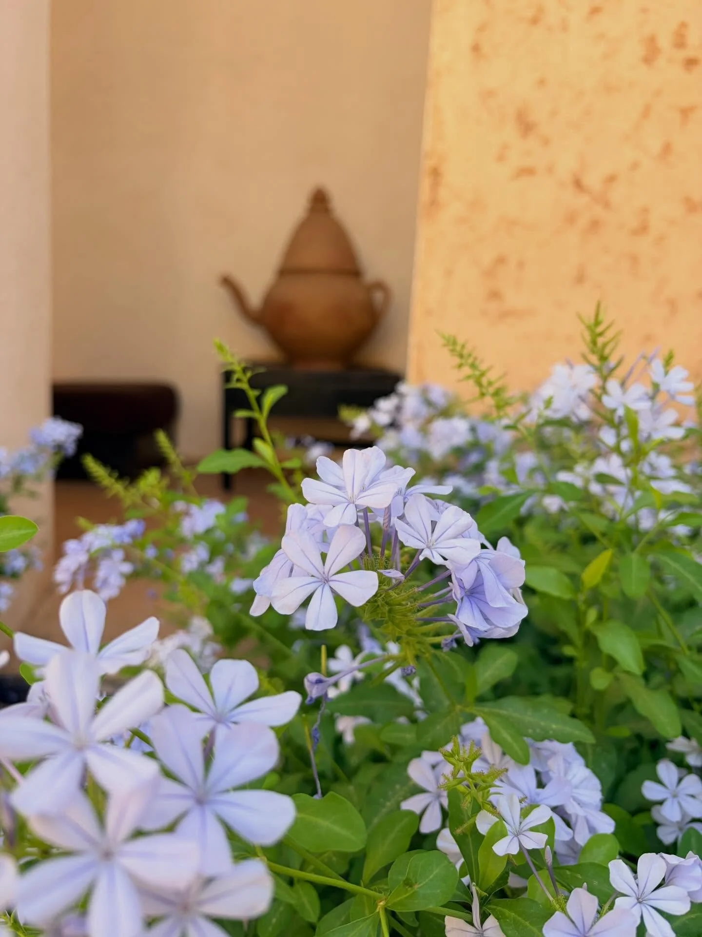 Morocco today. These trips builds such amazing friendships. Wellbeing at the deepest level. People who practice together relax together, laugh together, care for each other.

Join me for Halloween Yoga immersion @florencehouse at the end of October a