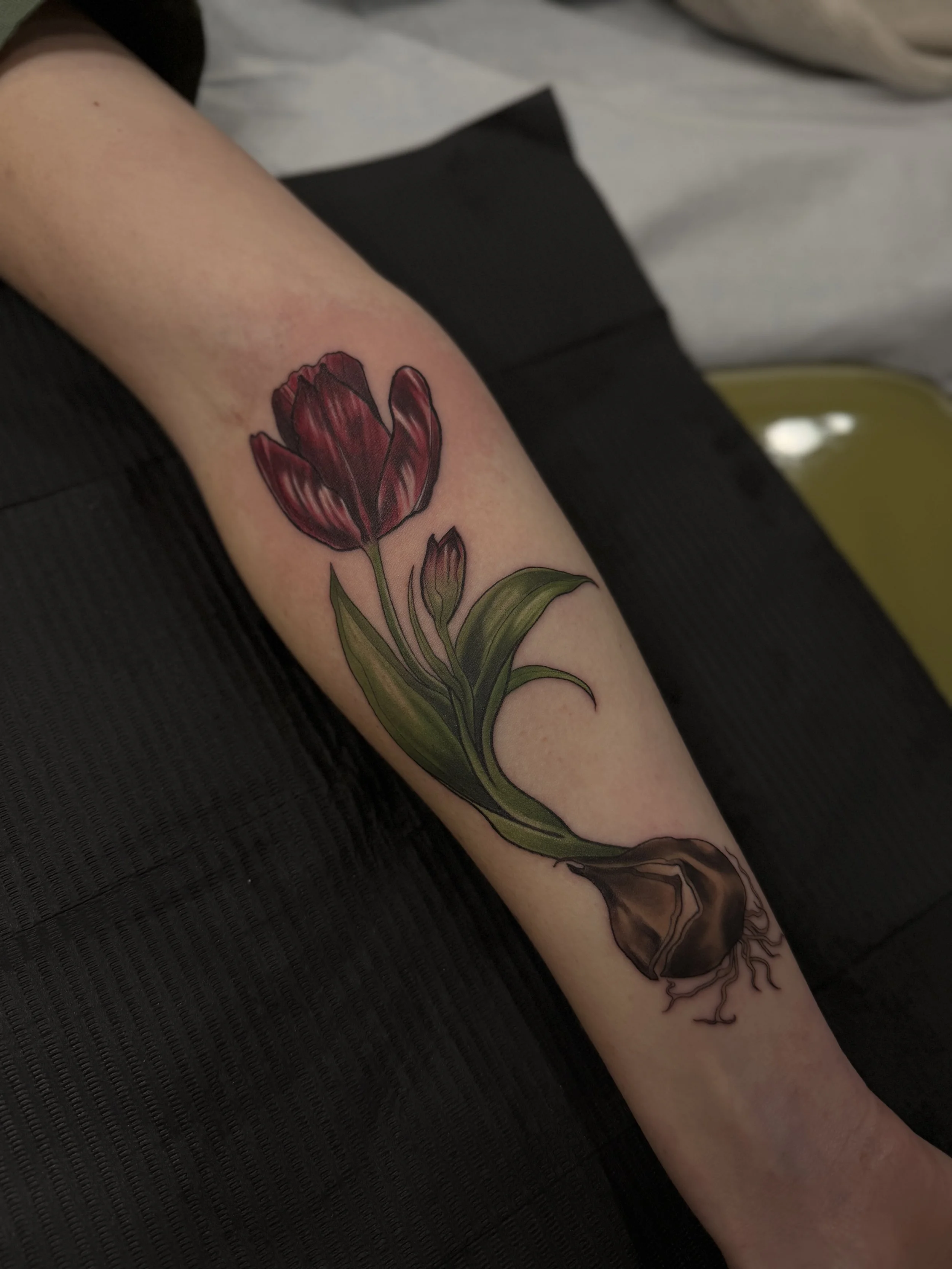 Illustrative Tulip