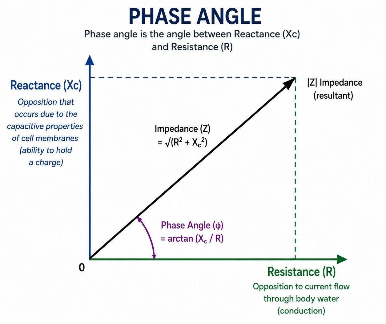 Why Phase Angle Matters: Muscle Health and Aging    