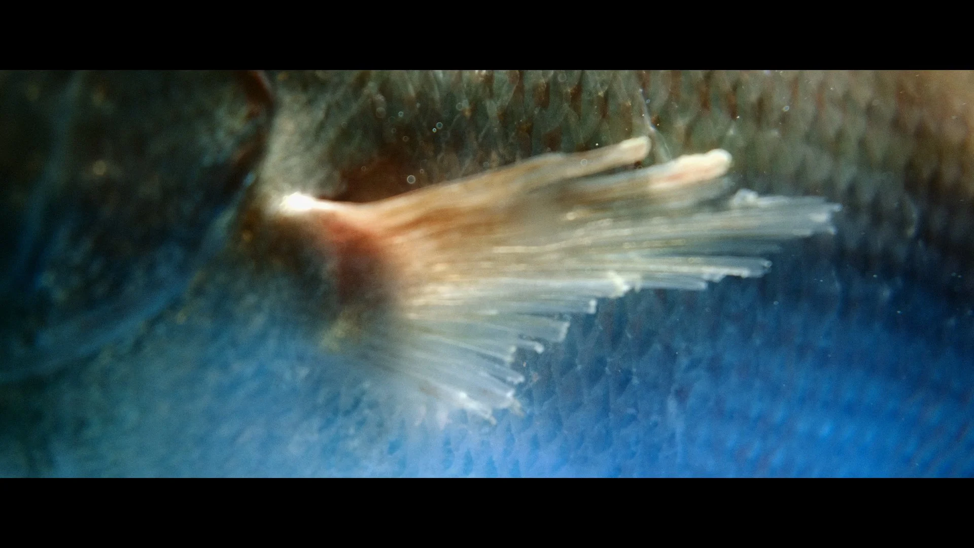 Close-up of a fish's fin with sharp, elongated rays against a blue background.