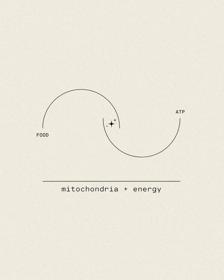 Mitochondria – małe elektrownie, od których zależy młodość Twojej skóry
