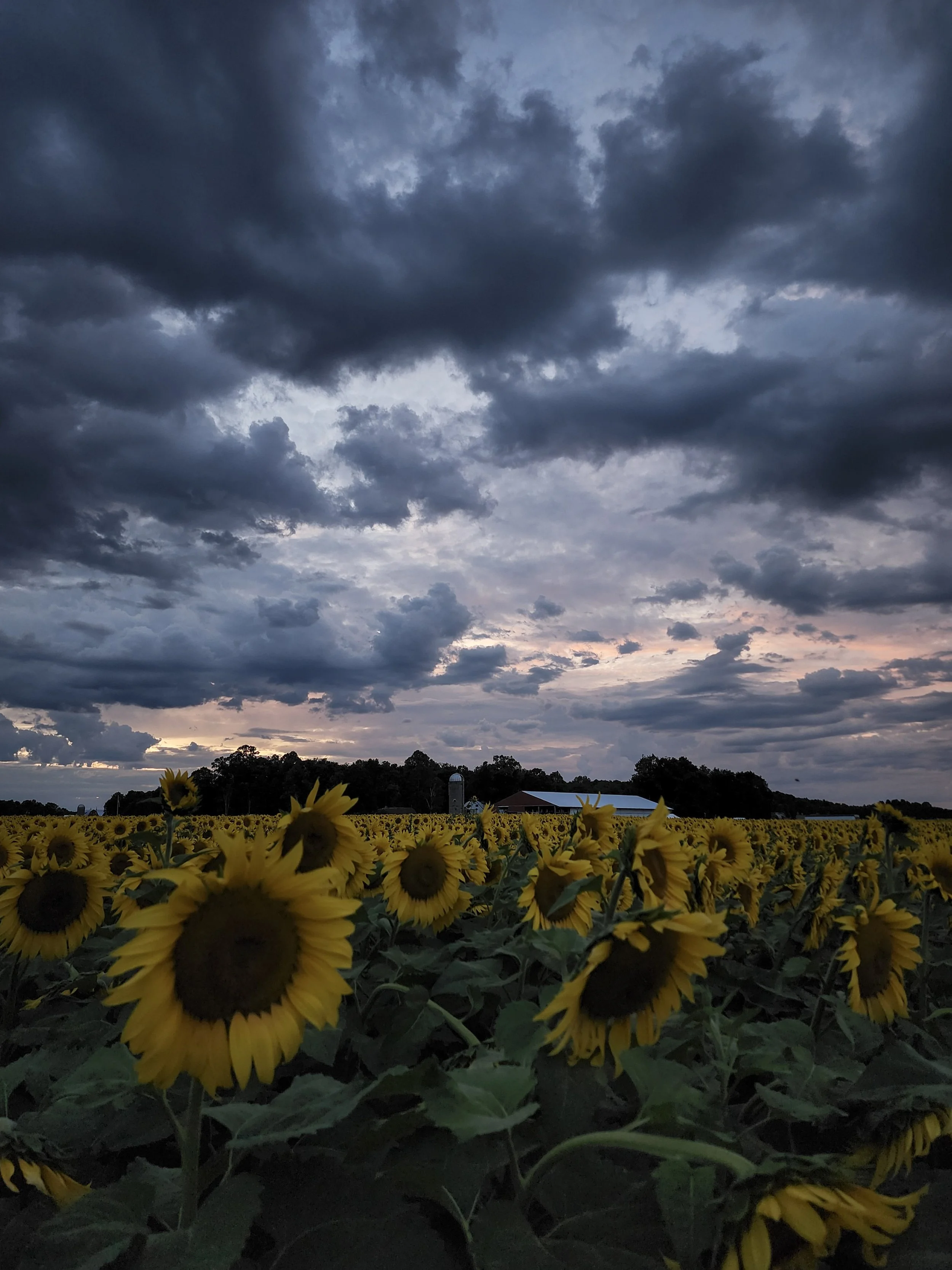Sunflowers in a field under a dark, cloudy sky during dusk, with farm buildings in the background.