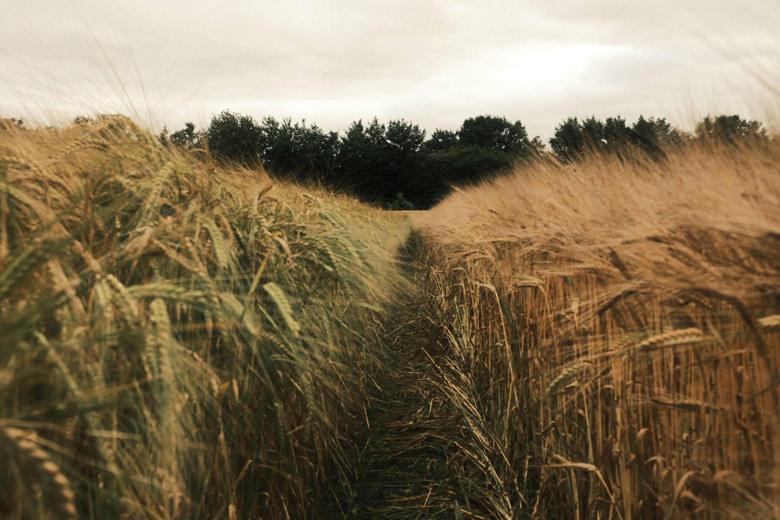 A field of tall golden wheat with a dirt path running through it, under a cloudy sky and a row of trees in the background.