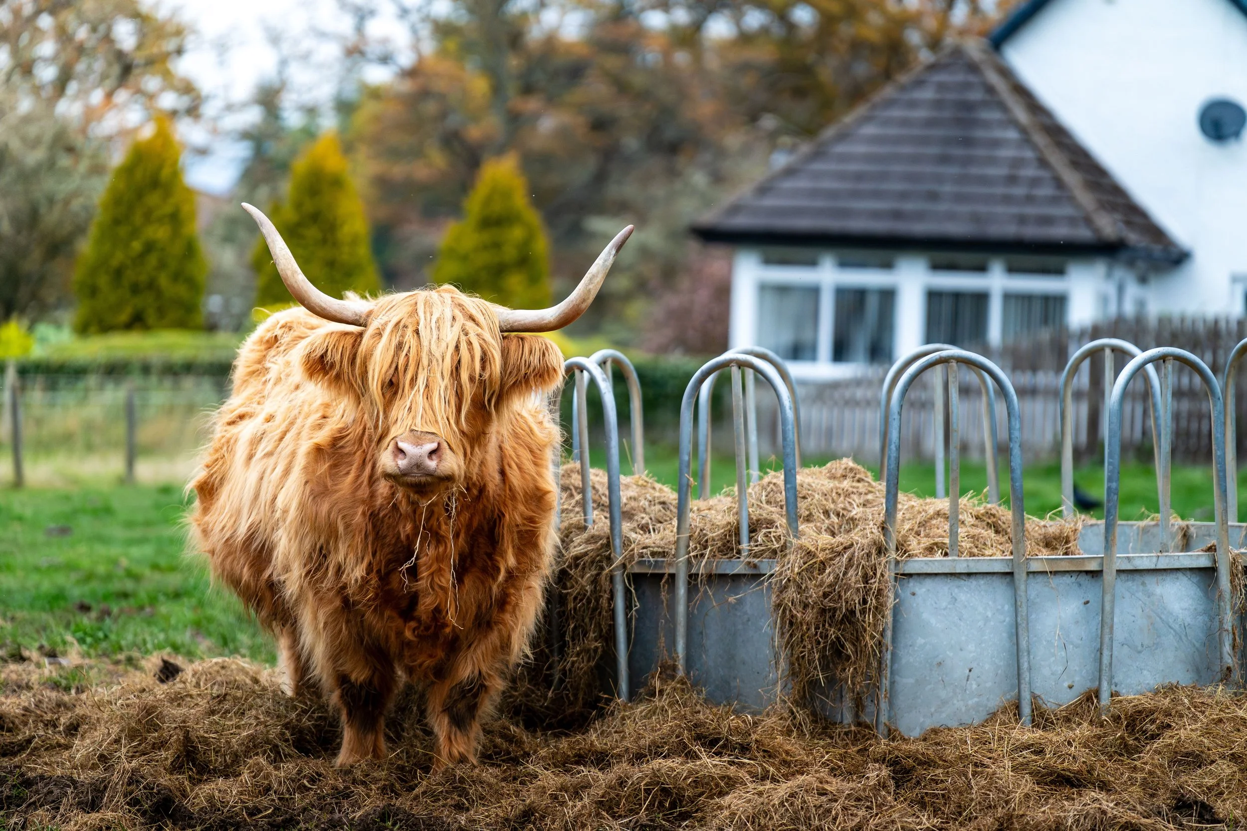 A Highland cow with long, shaggy hair and large horns standing behind a metal feeding trough filled with hay, in a farm yard with houses and trees in the background.