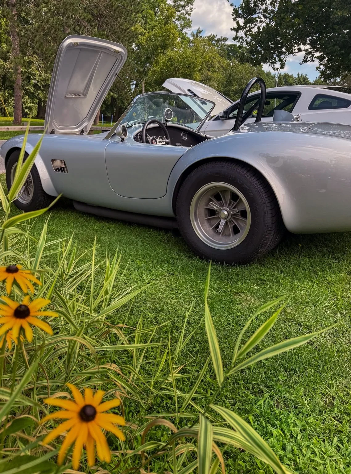 cobra_1.jpg