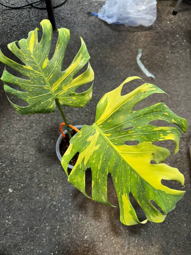Monstera Electrolyte