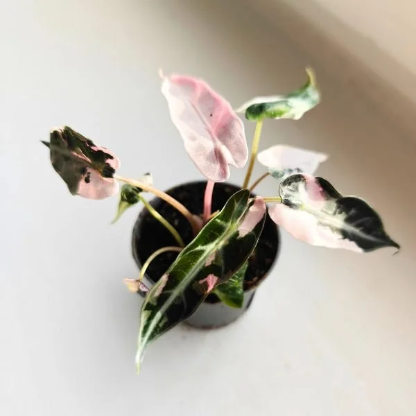 2" Pink Bambino