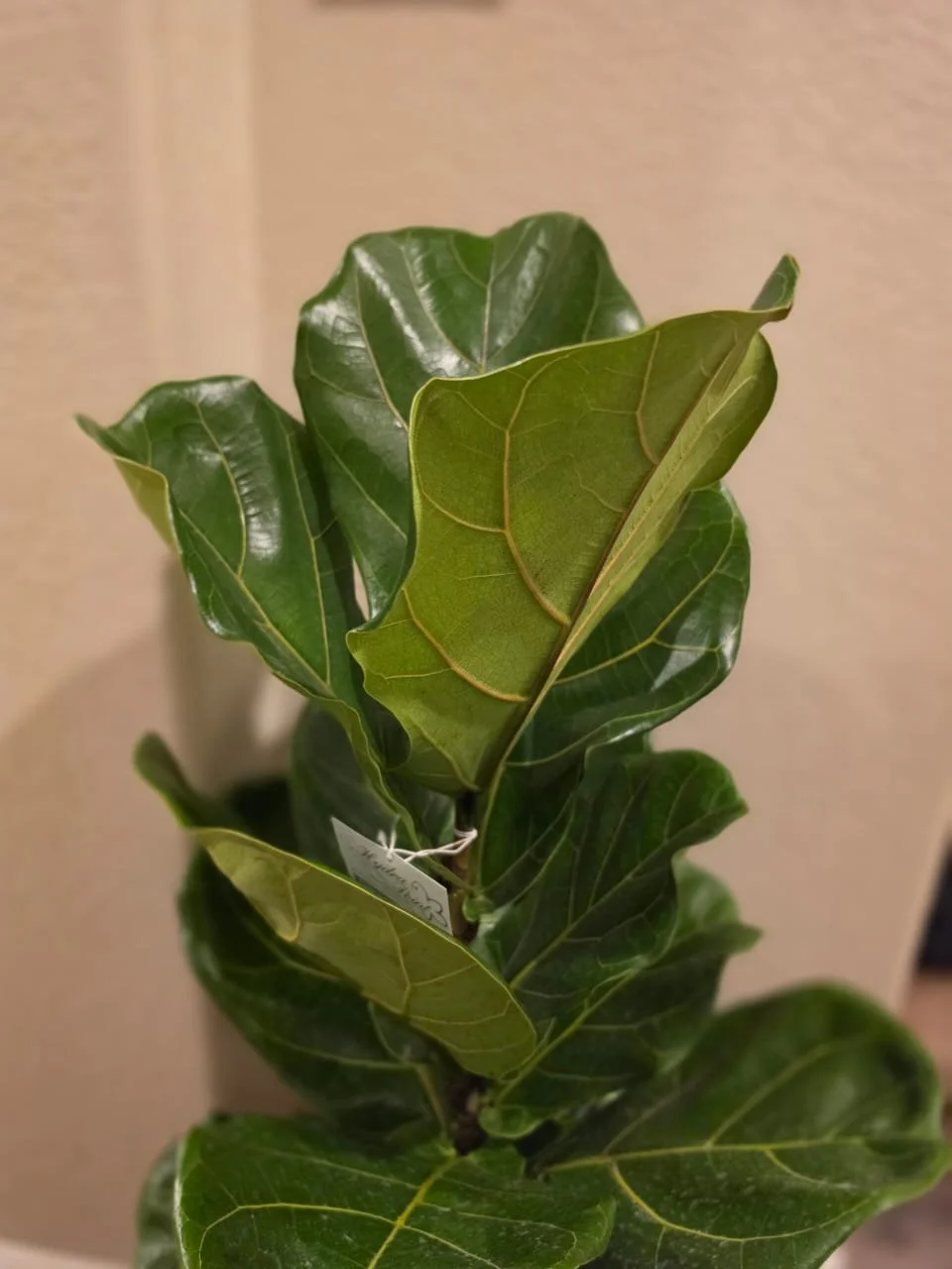 3ft Fiddle Leaf Fig