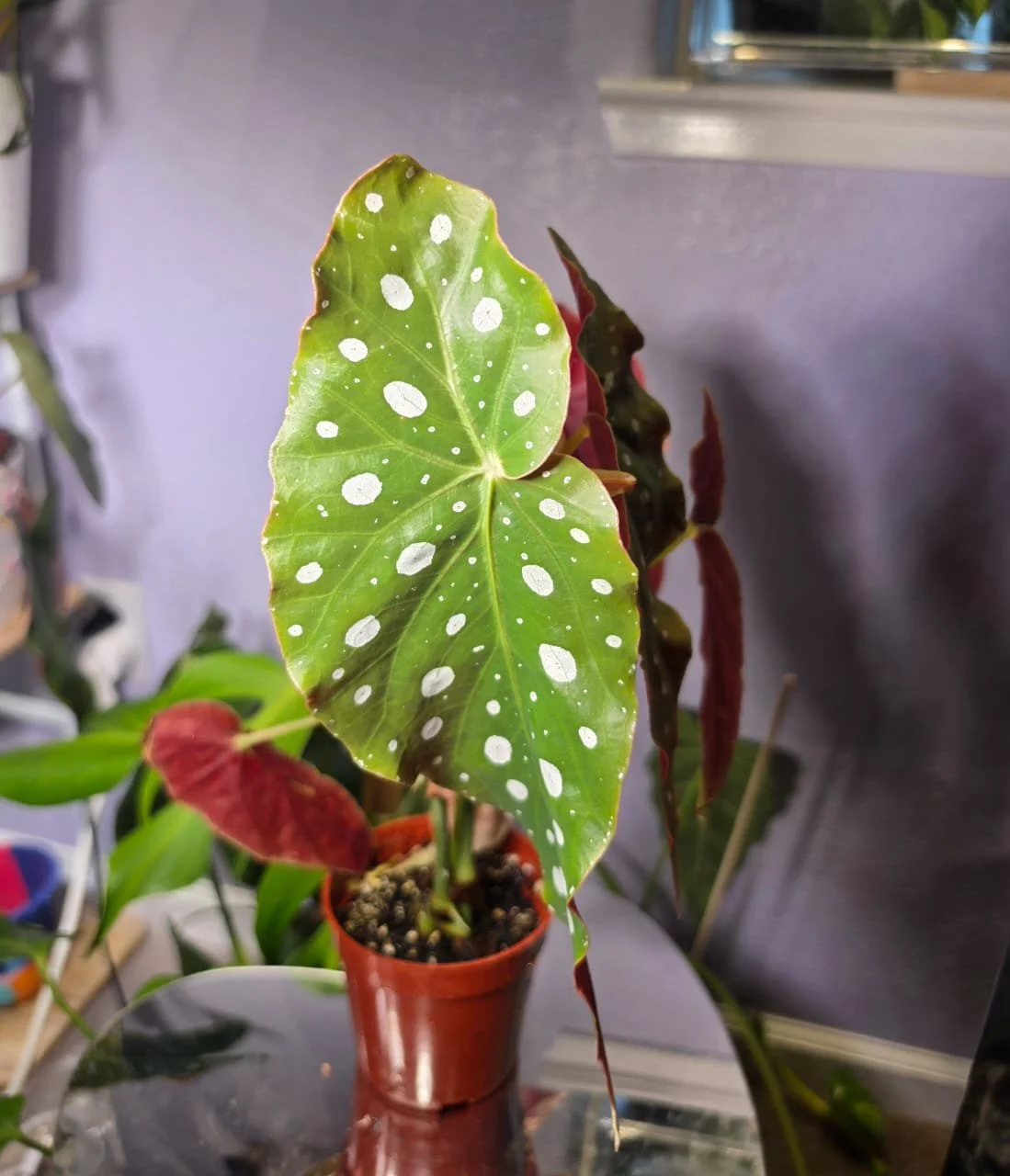 Polka Dot Begonia