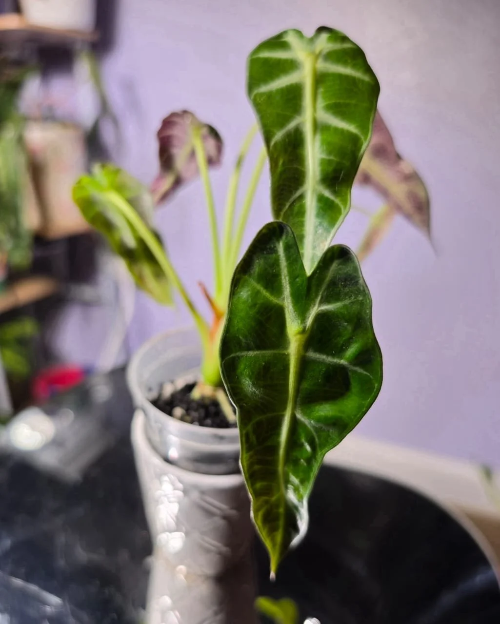 Venom Alocasia