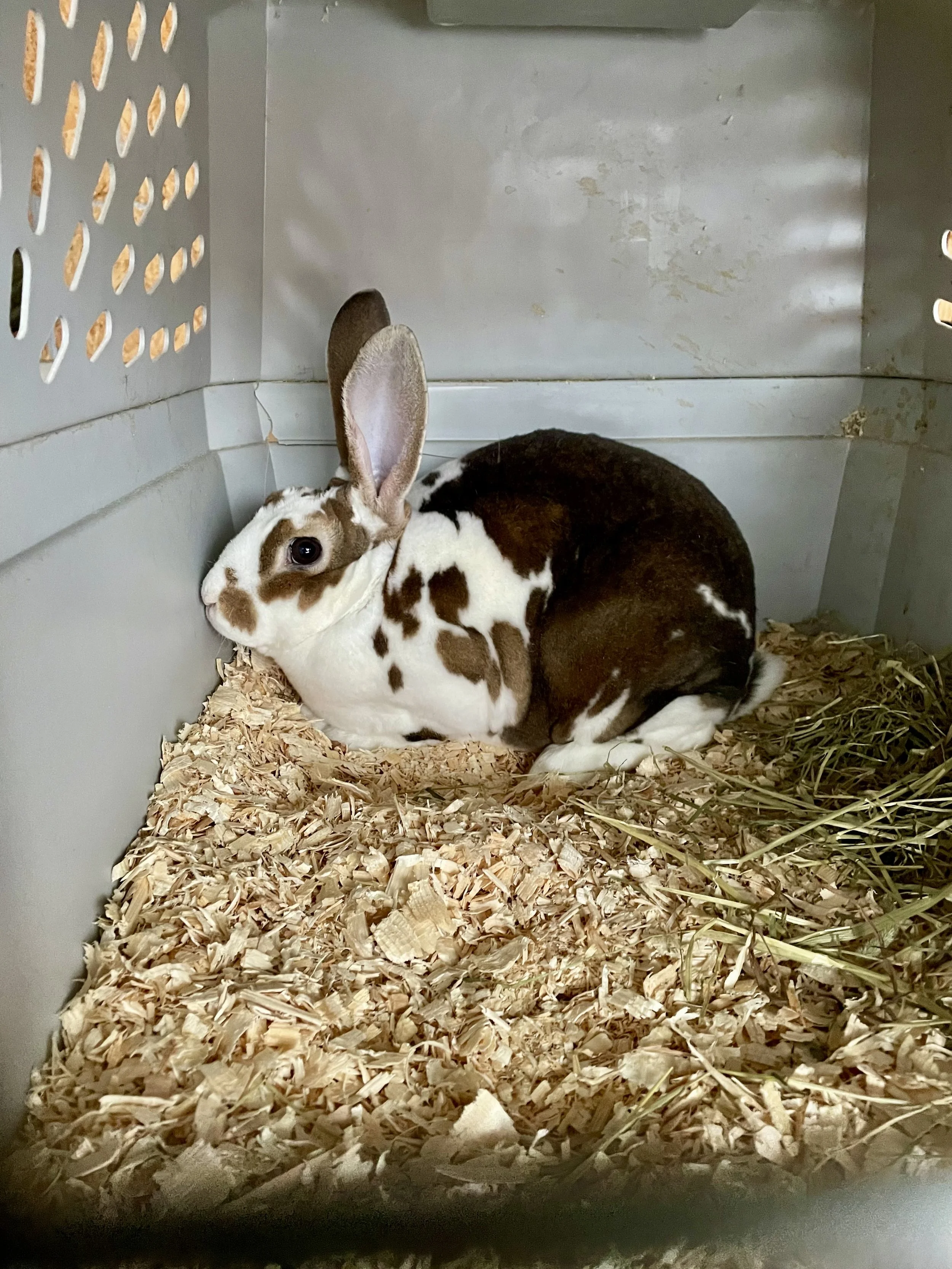 A rabbit in a cage filled with wood shavings and some hay, with a gray wall and ventilation holes visible in the background.