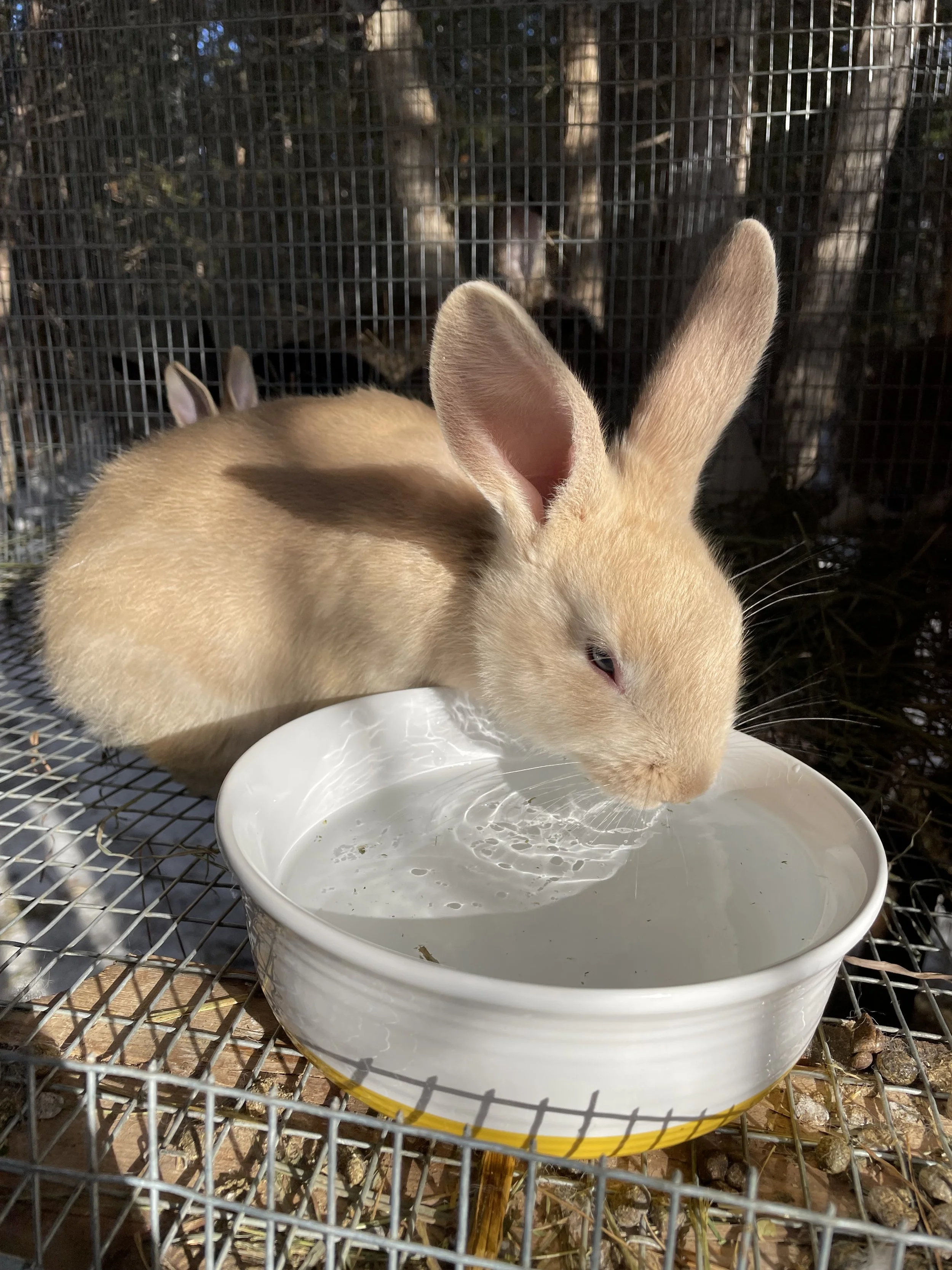 A light brown rabbit drinking water from a white ceramic bowl inside a wire cage, with trees visible in the background.