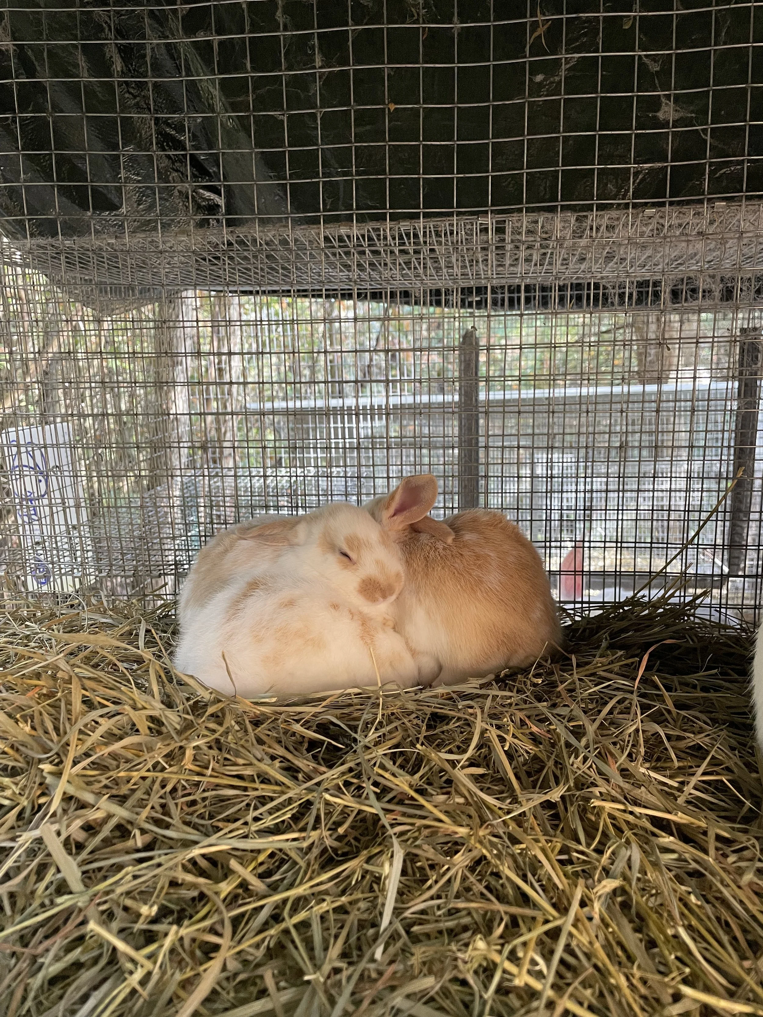 Hay, Pellets, and Forage: Understanding What Each Brings to the Rabbit’s Diet