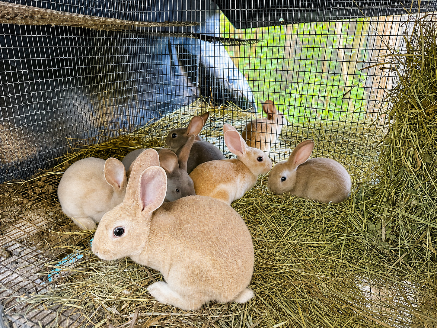 Raising Rabbits: An Introduction to Stewardship