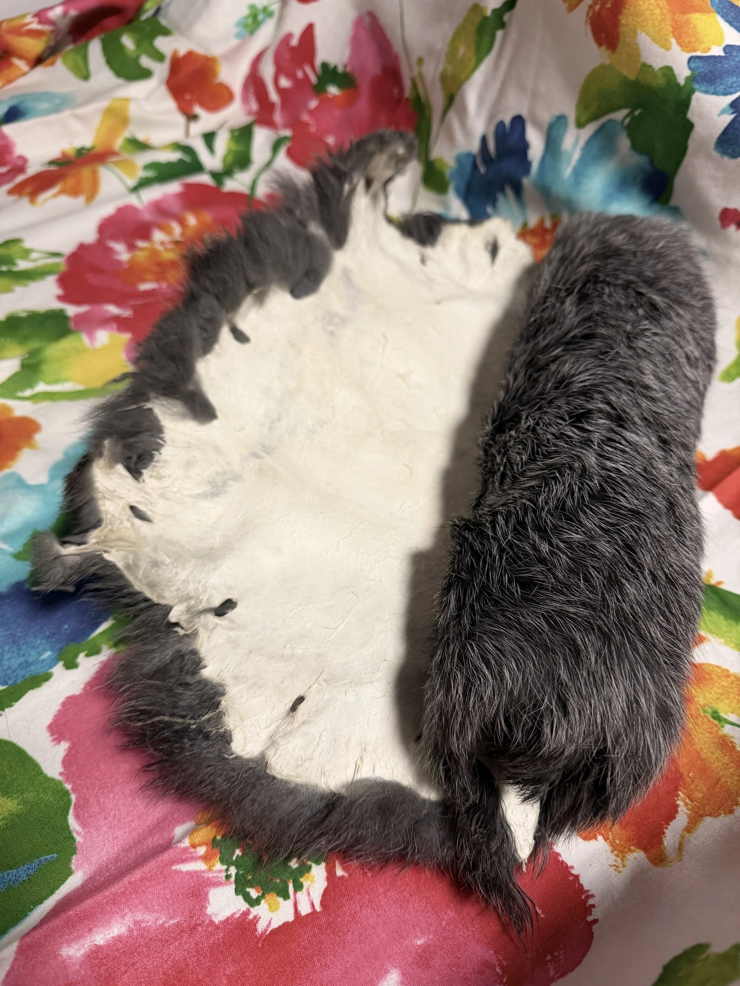 Rabbit Hide - Champagne d’Argent