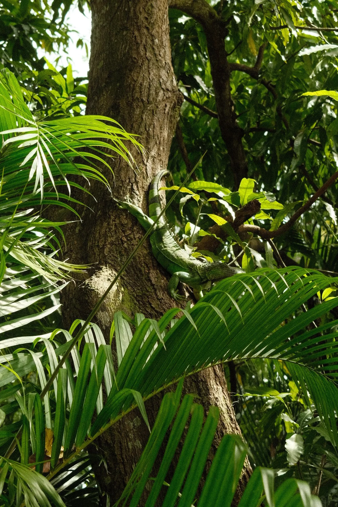 A green iguana climbing a tree trunk in a dense jungle with lush green leaves.