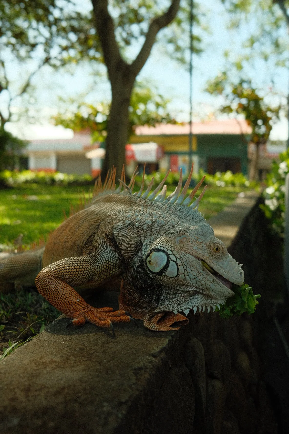 A large iguana with spiny back and rough scales resting on a stone ledge in a park, eating a leaf. Trees and houses are visible in the background.