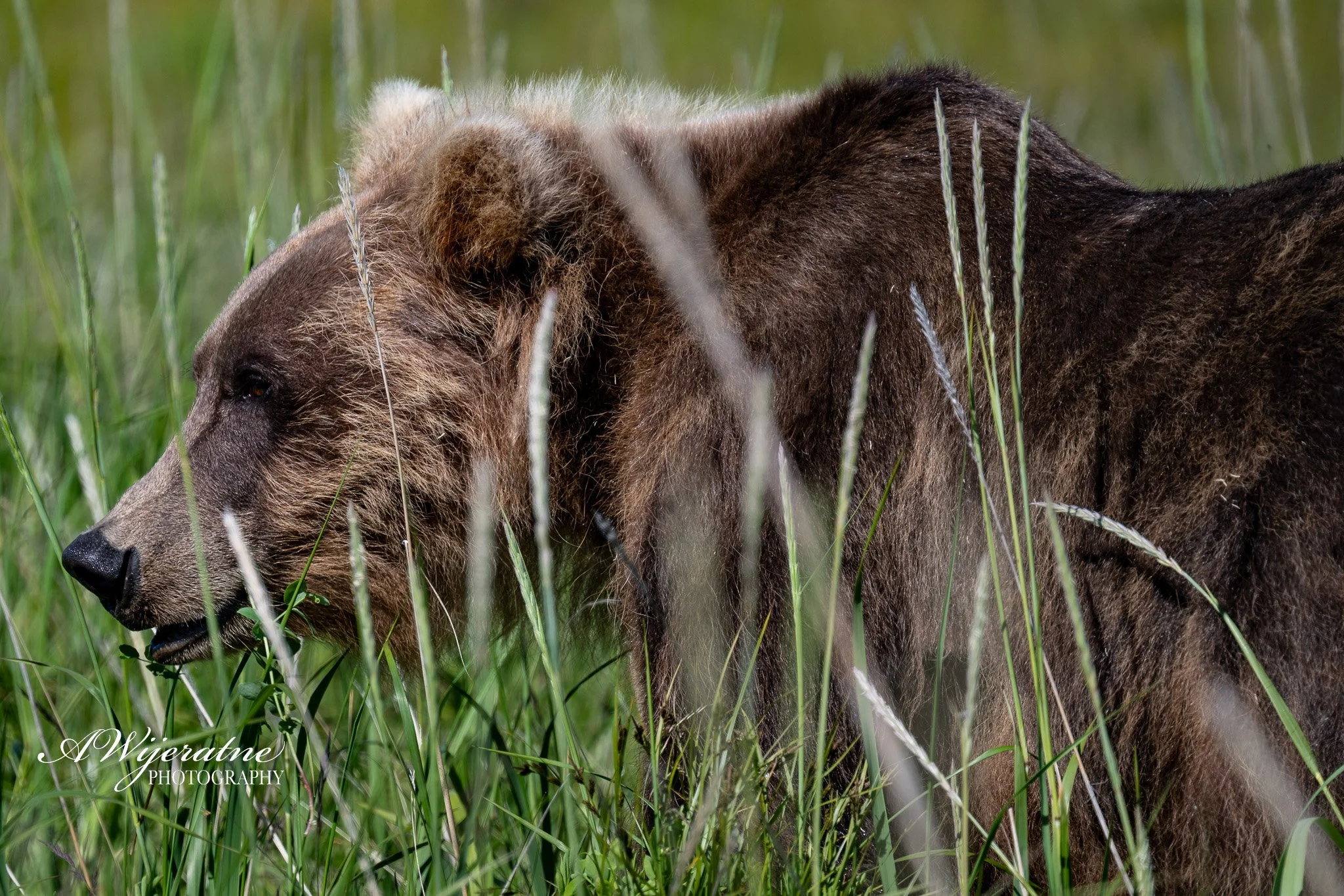 A bear walking through tall grass in a green area.