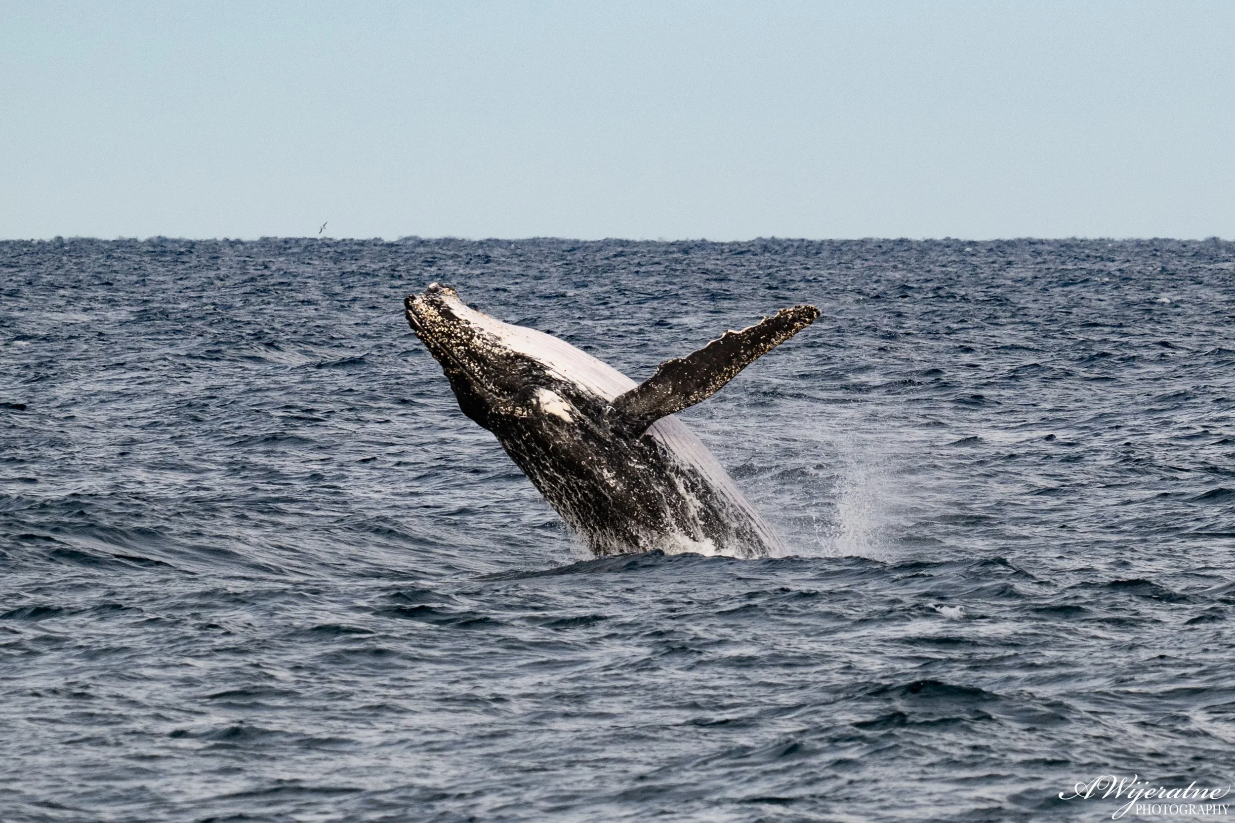 DSC_8081.jpg