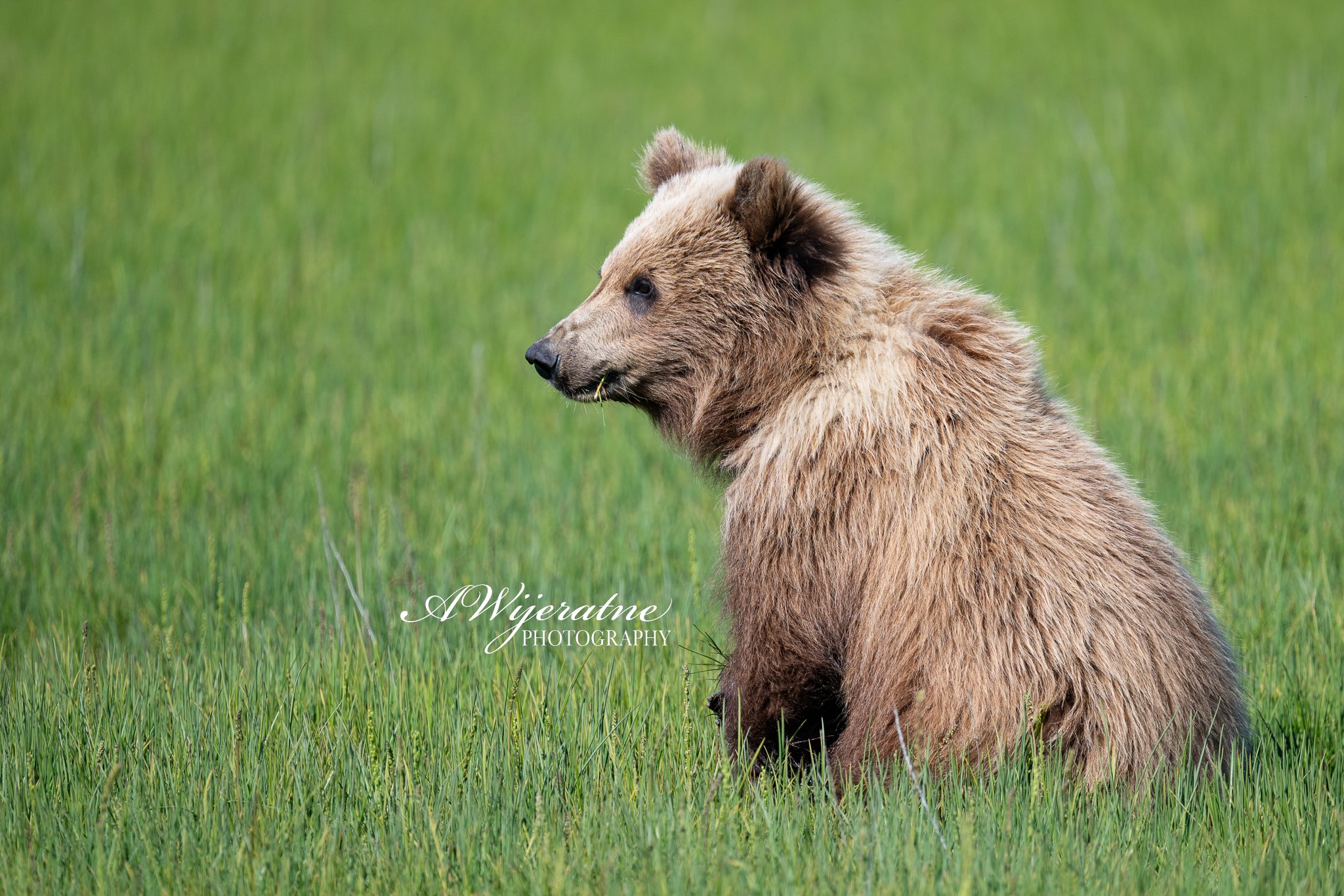 A young brown bear sitting in a green grassy field, looking to the left with a piece of grass in its mouth.