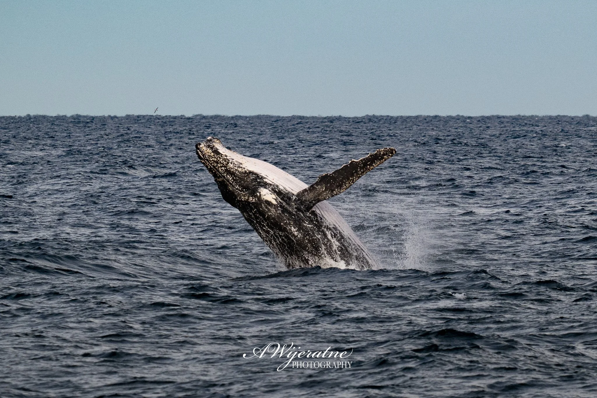 A whale's tail emerging from the ocean water with the horizon in the background.