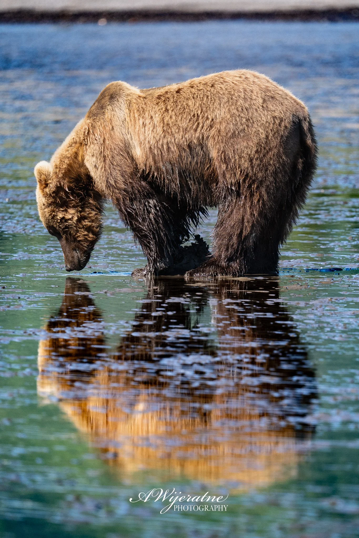 A brown bear standing in shallow water, looking down with its face close to the water surface, and its reflection visible below.