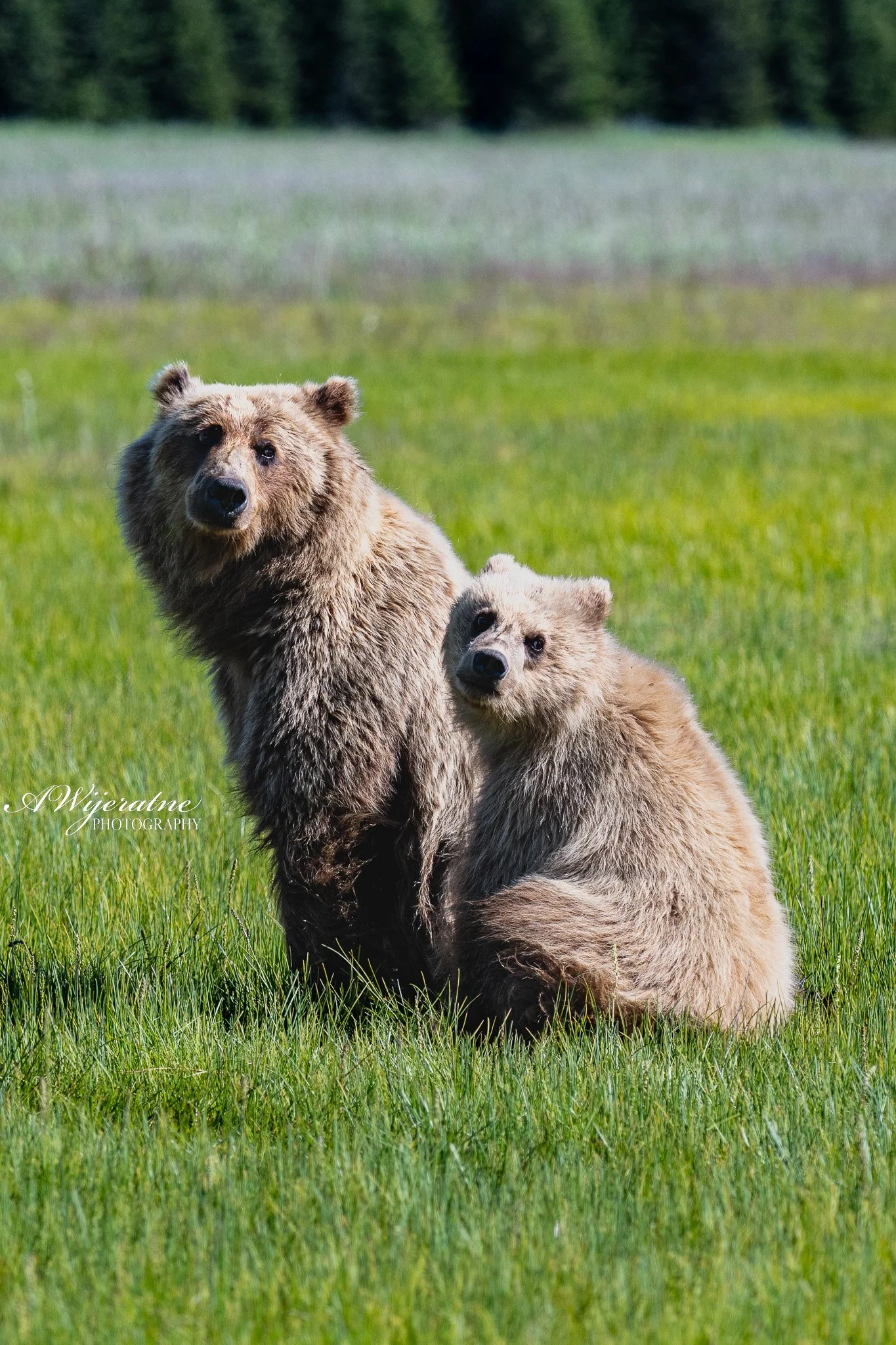 Two bears standing and sitting on a grassy field with trees in the background.