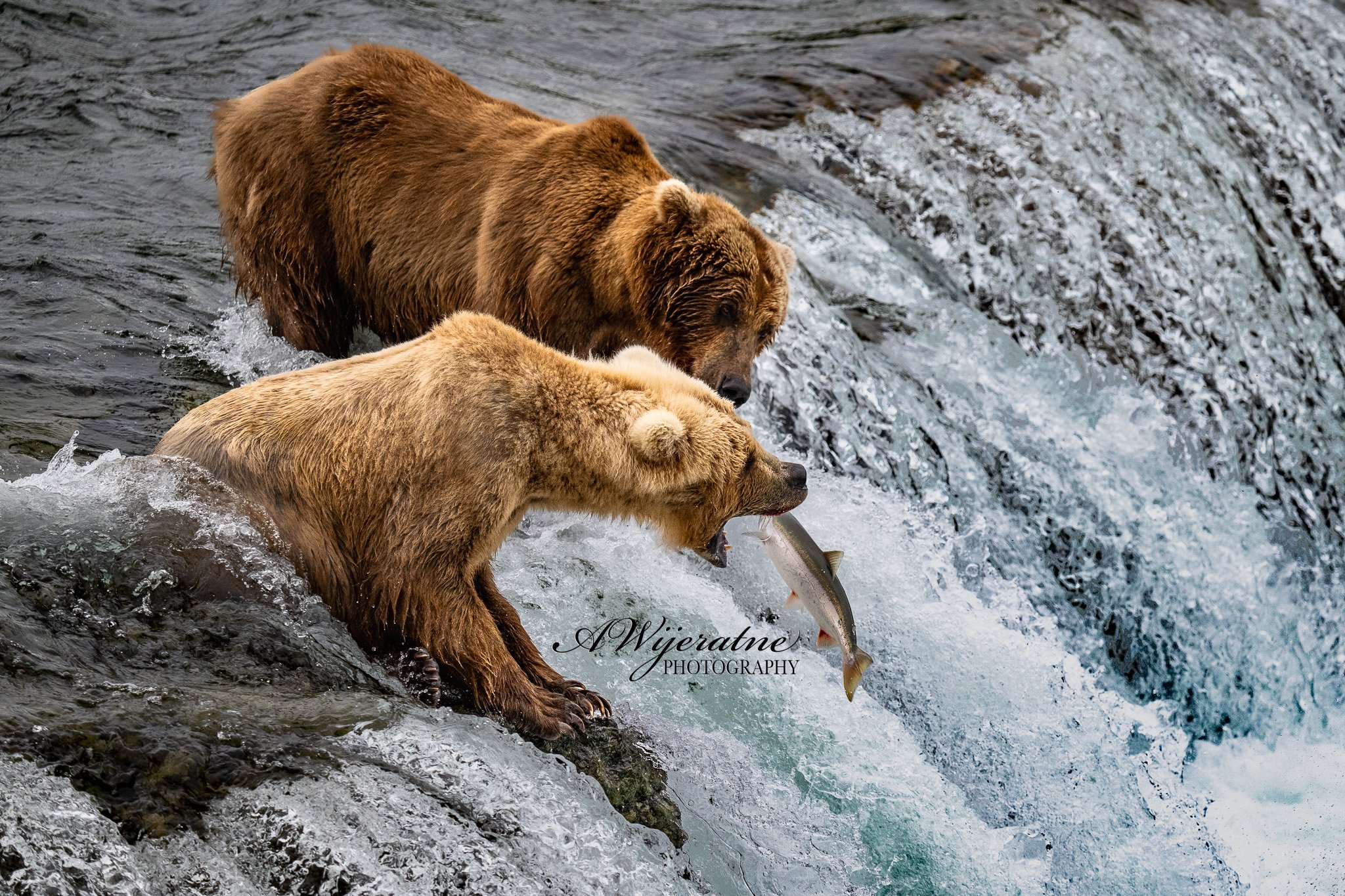 Two brown bears fishing in a river, one holding a fish in its mouth.