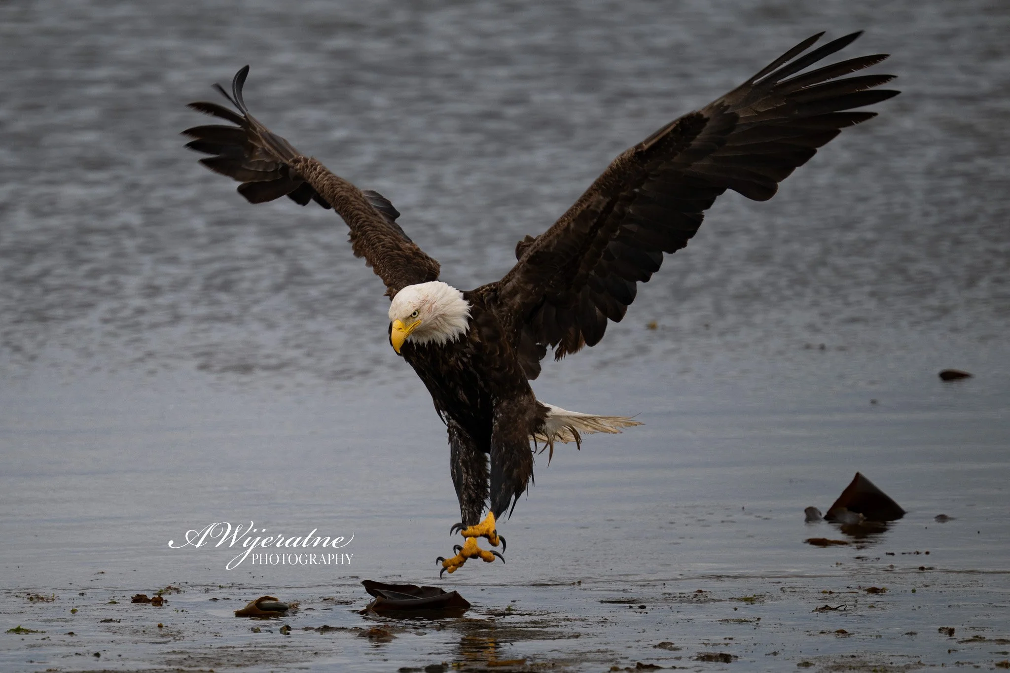 A bald eagle with outstretched wings landing on a large piece of wood near the water's edge, with dark water in the background and a few scattered feathers and debris on the ground.