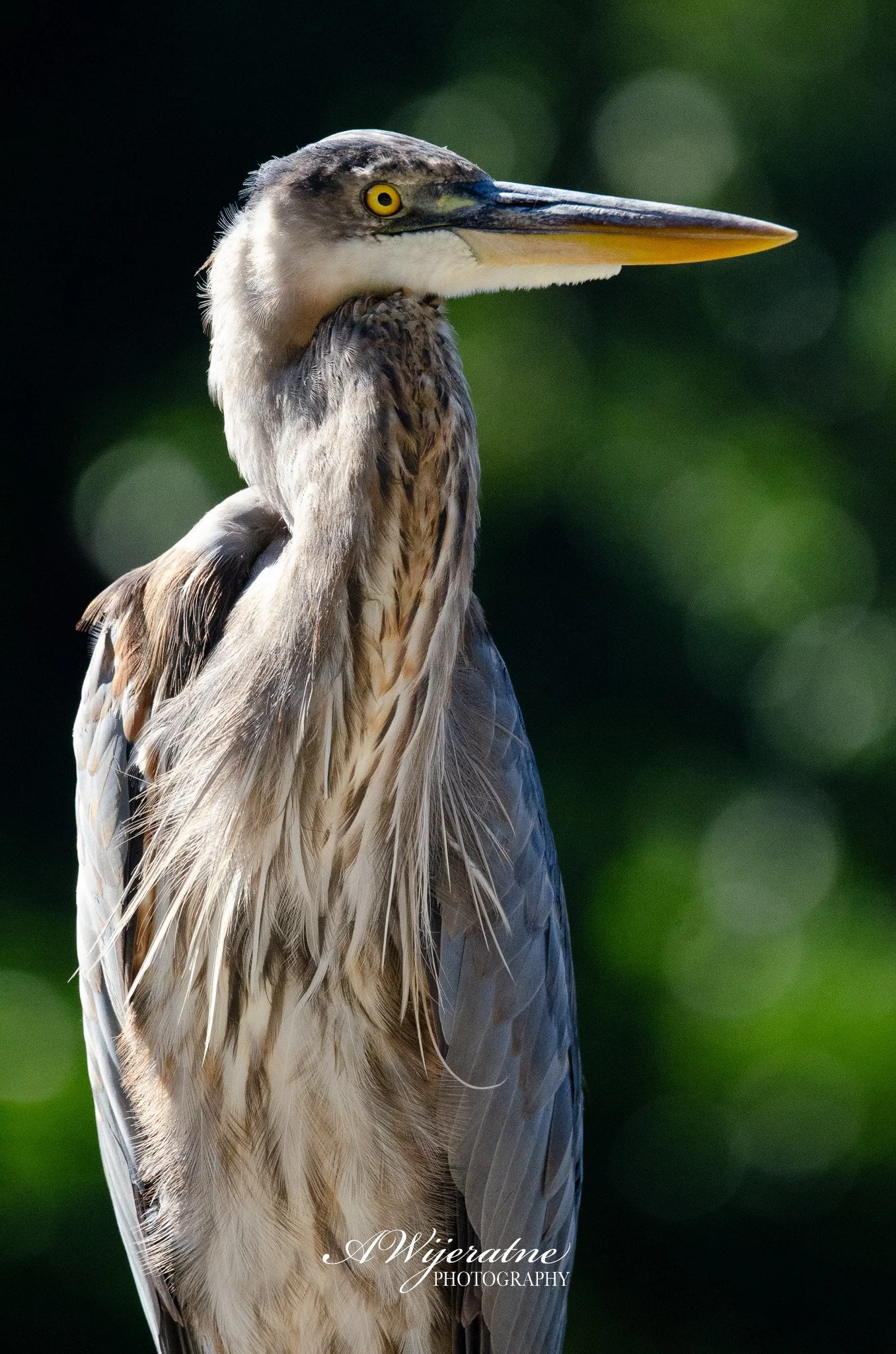 Close-up of a heron bird with sharp beak, yellow eyes, and greyish-brown feathers against a blurred green background.